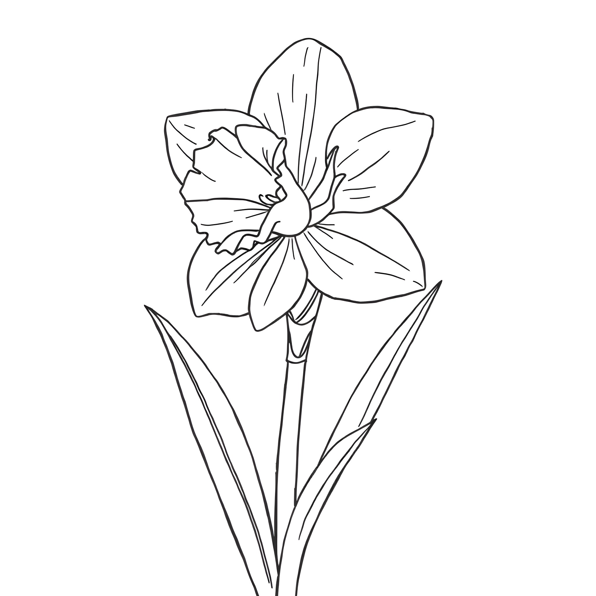 Daffodil flower in simple line art Coloring Page (free black-and-white line drawing printable PDF for all, from beginners to advanced learners, including children, teens, adults, and seniors)