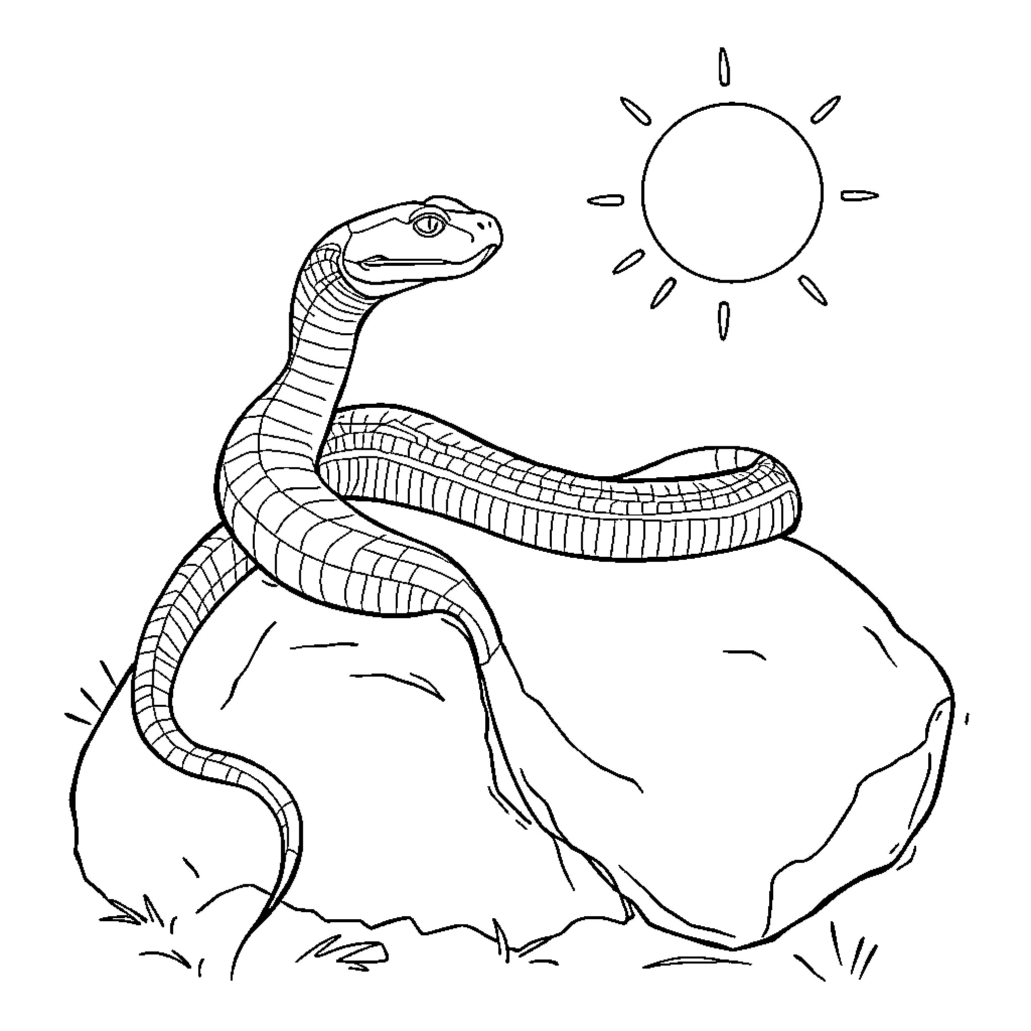 Snake sunbathing on rock under bright sky Coloring Page (free black-and-white line drawing printable PDF for all, from beginners to advanced learners, including children, teens, adults, and seniors)