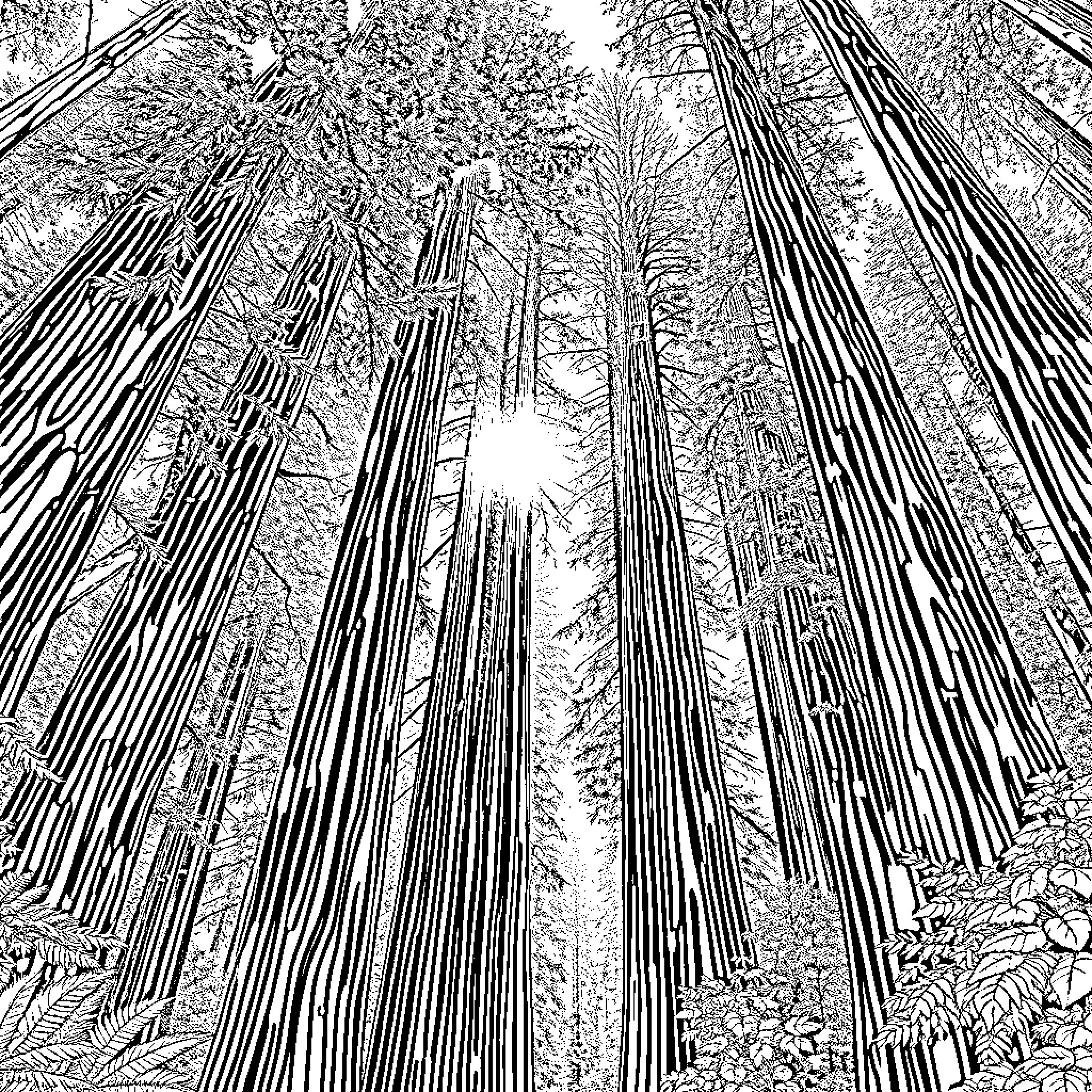 Redwood forest with towering trees Coloring Page (free black-and-white line drawing printable PDF for all, from beginners to advanced learners, including children, teens, adults, and seniors)
