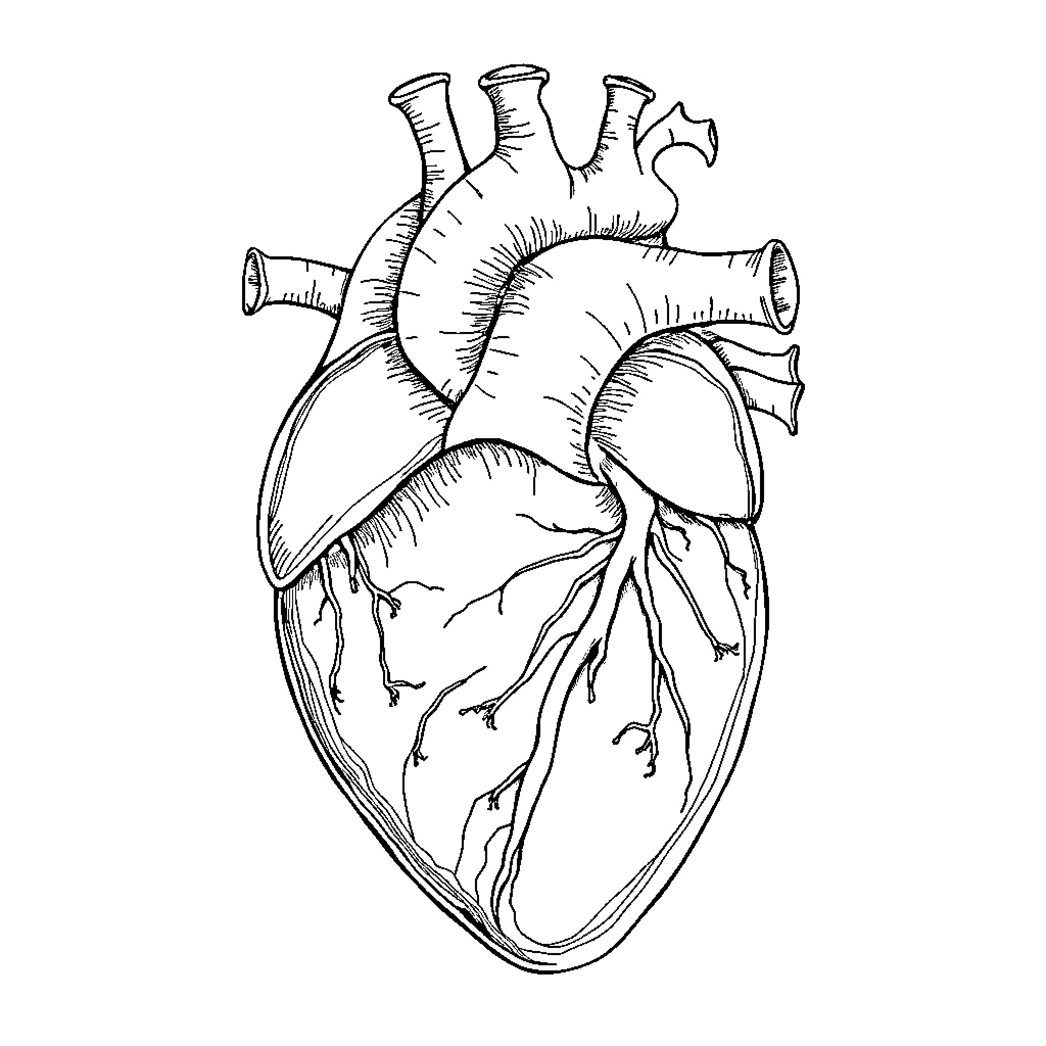 Heart Illustration of Human Anatomy Coloring Page (free black-and-white line drawing printable PDF for all, from beginners to advanced learners, including children, teens, adults, and seniors)