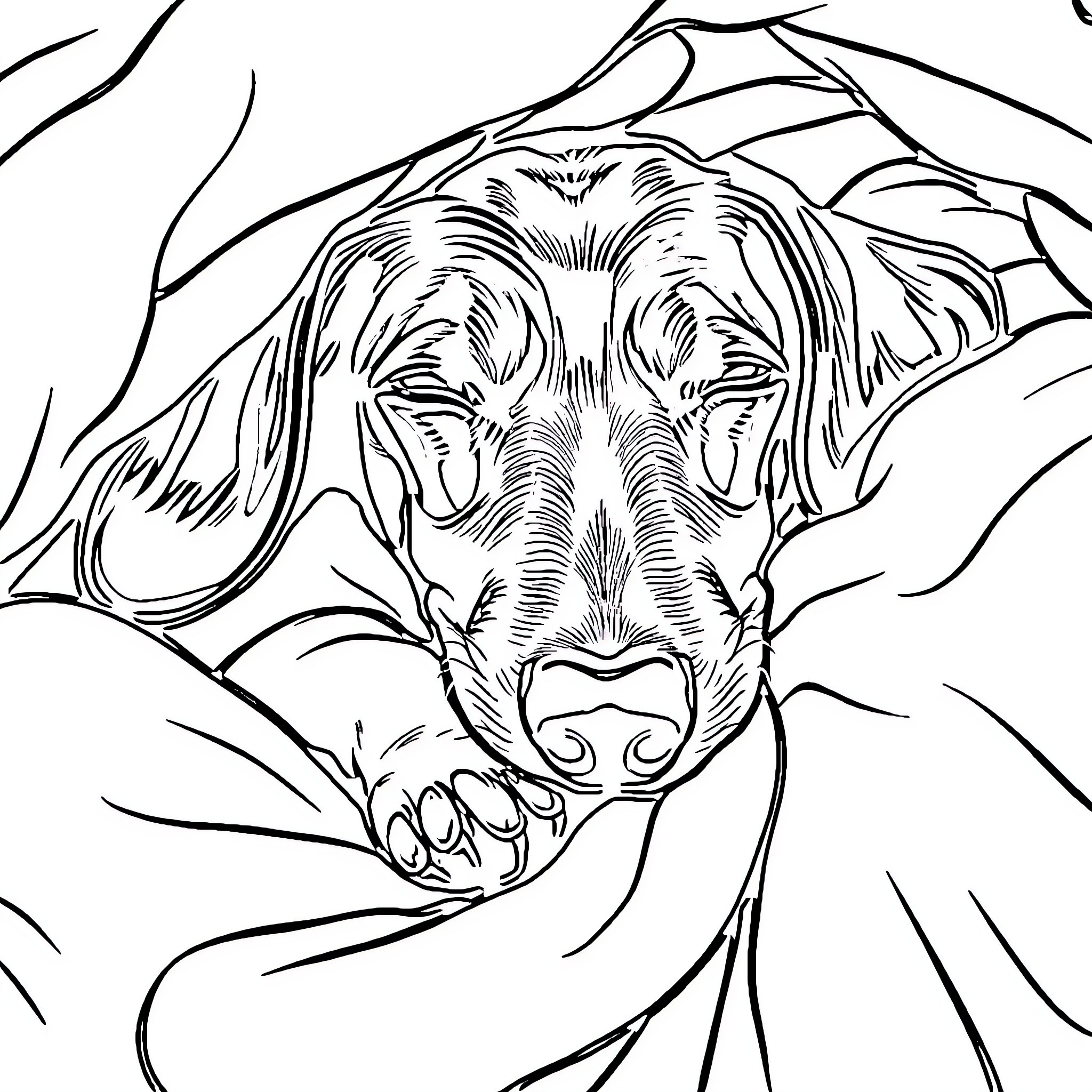 Dachshund resting in cozy burrow Coloring Page (free black-and-white line drawing printable PDF for all, from beginners to advanced learners, including children, teens, adults, and seniors)