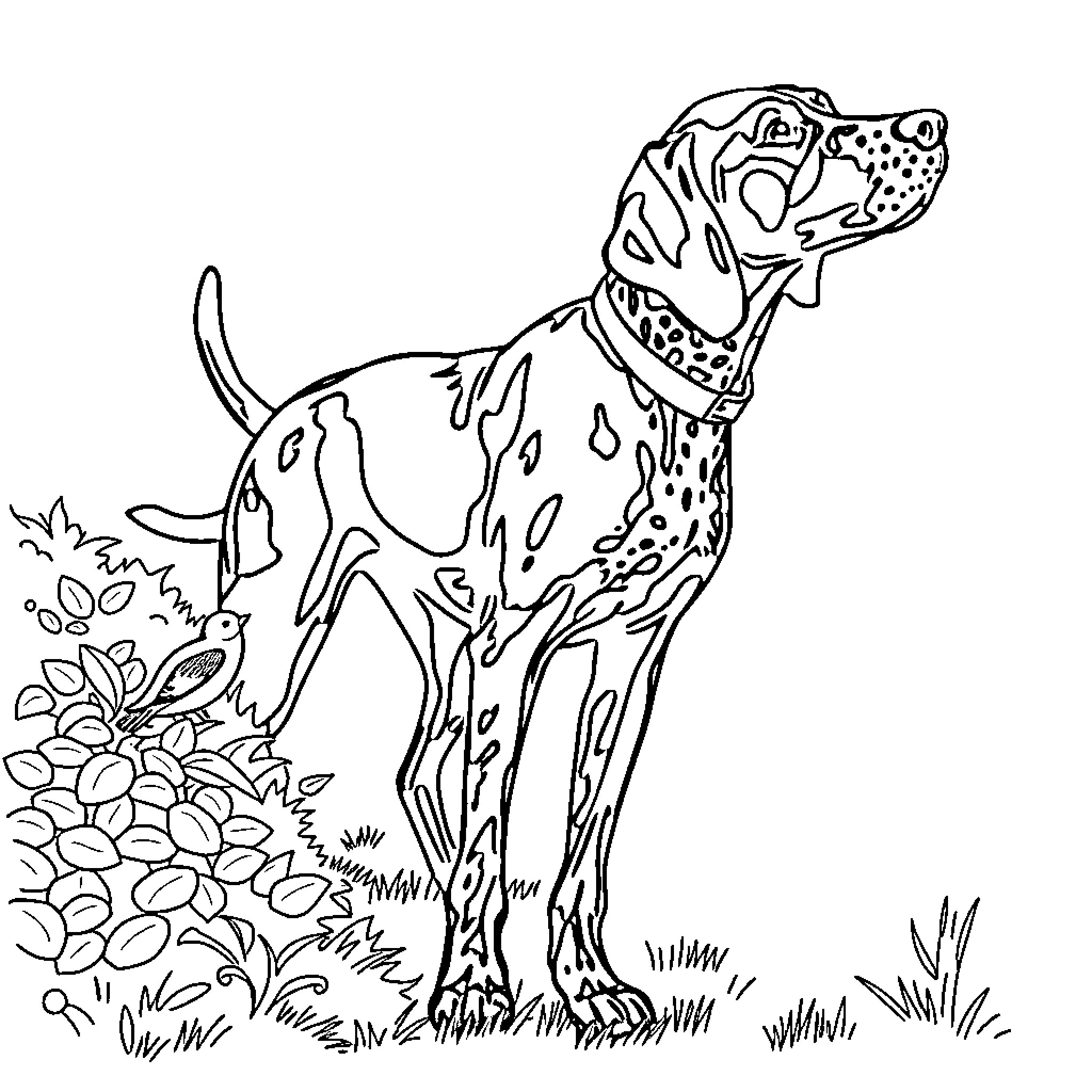 German Shorthair Pointer playing in nature Coloring Page (free black-and-white line drawing printable PDF for all, from beginners to advanced learners, including children, teens, adults, and seniors)