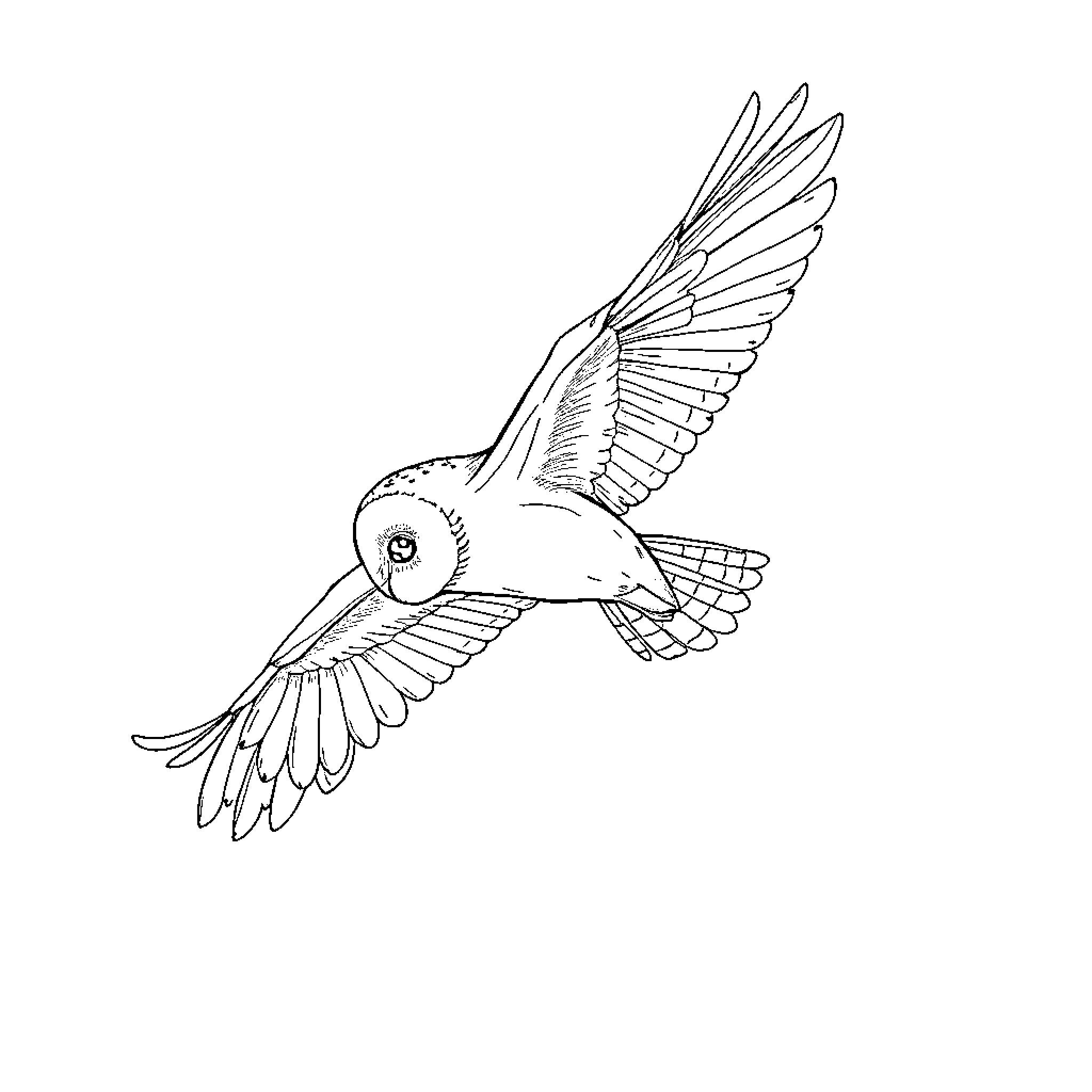 Owl in flight with outstretched wings Coloring Page (free black-and-white line drawing printable PDF for all, from beginners to advanced learners, including children, teens, adults, and seniors)