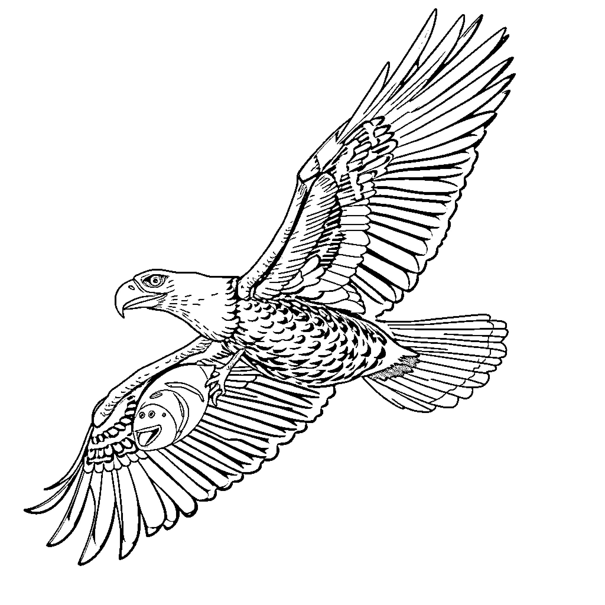 Eagle soaring with outstretched wings Coloring Page (free black-and-white line drawing printable PDF for all, from beginners to advanced learners, including children, teens, adults, and seniors)
