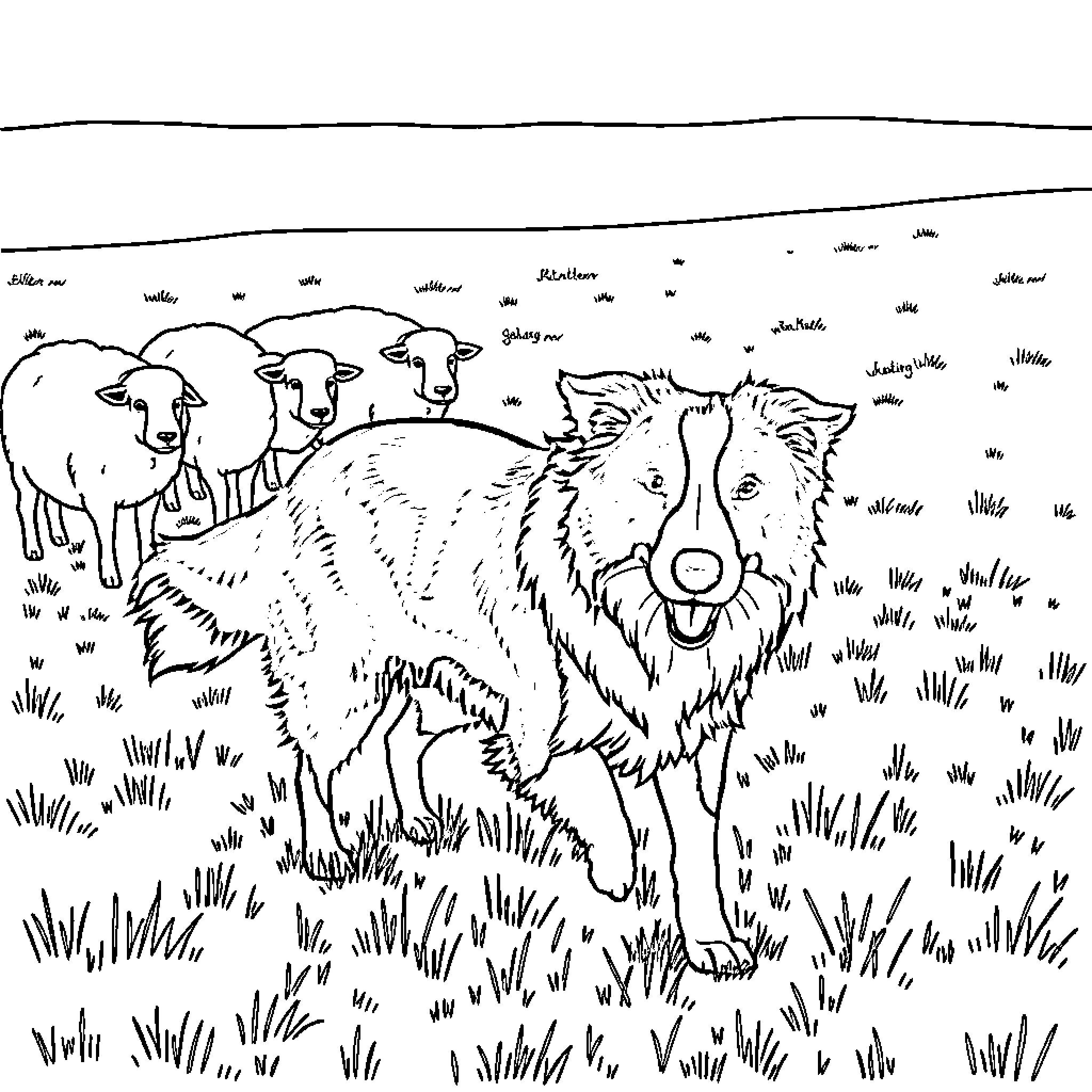 Border Collie herding sheep in a grassy field Coloring Page (free black-and-white line drawing printable PDF for all, from beginners to advanced learners, including children, teens, adults, and seniors)