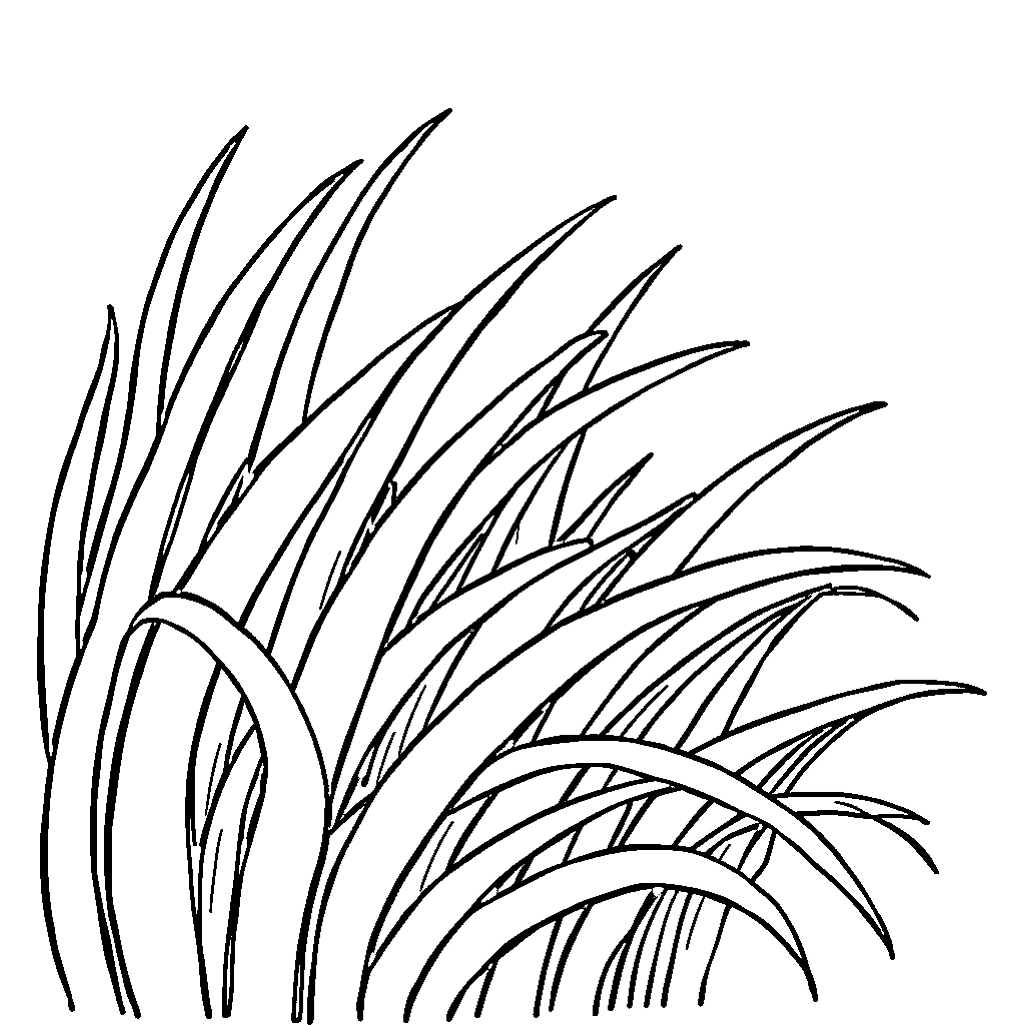 Grass blowing in the wind Coloring Page (free black-and-white line drawing printable PDF for all, from beginners to advanced learners, including children, teens, adults, and seniors)