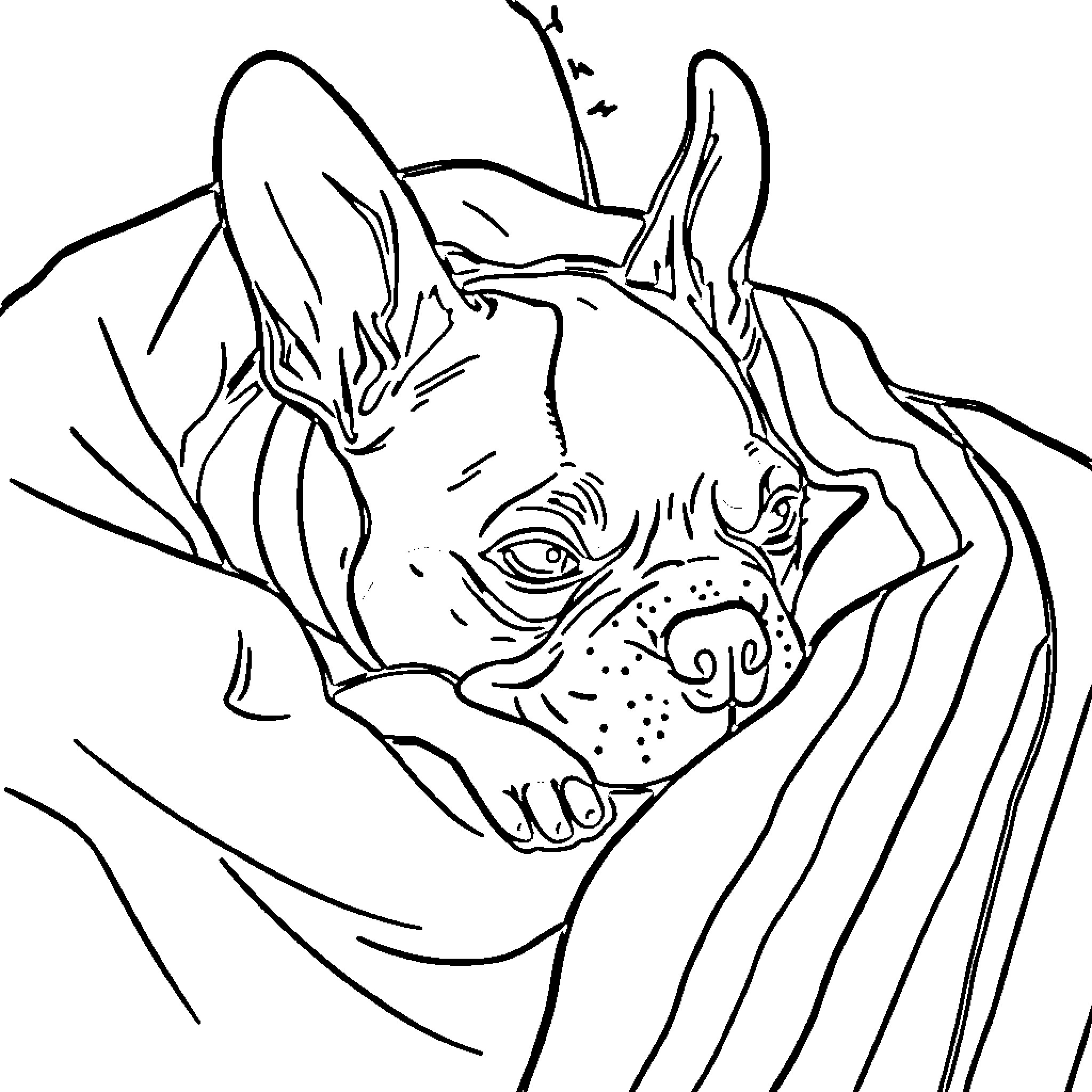 Boston Terrier in Playful Pose Coloring Page (free black-and-white line drawing printable PDF for all, from beginners to advanced learners, including children, teens, adults, and seniors)