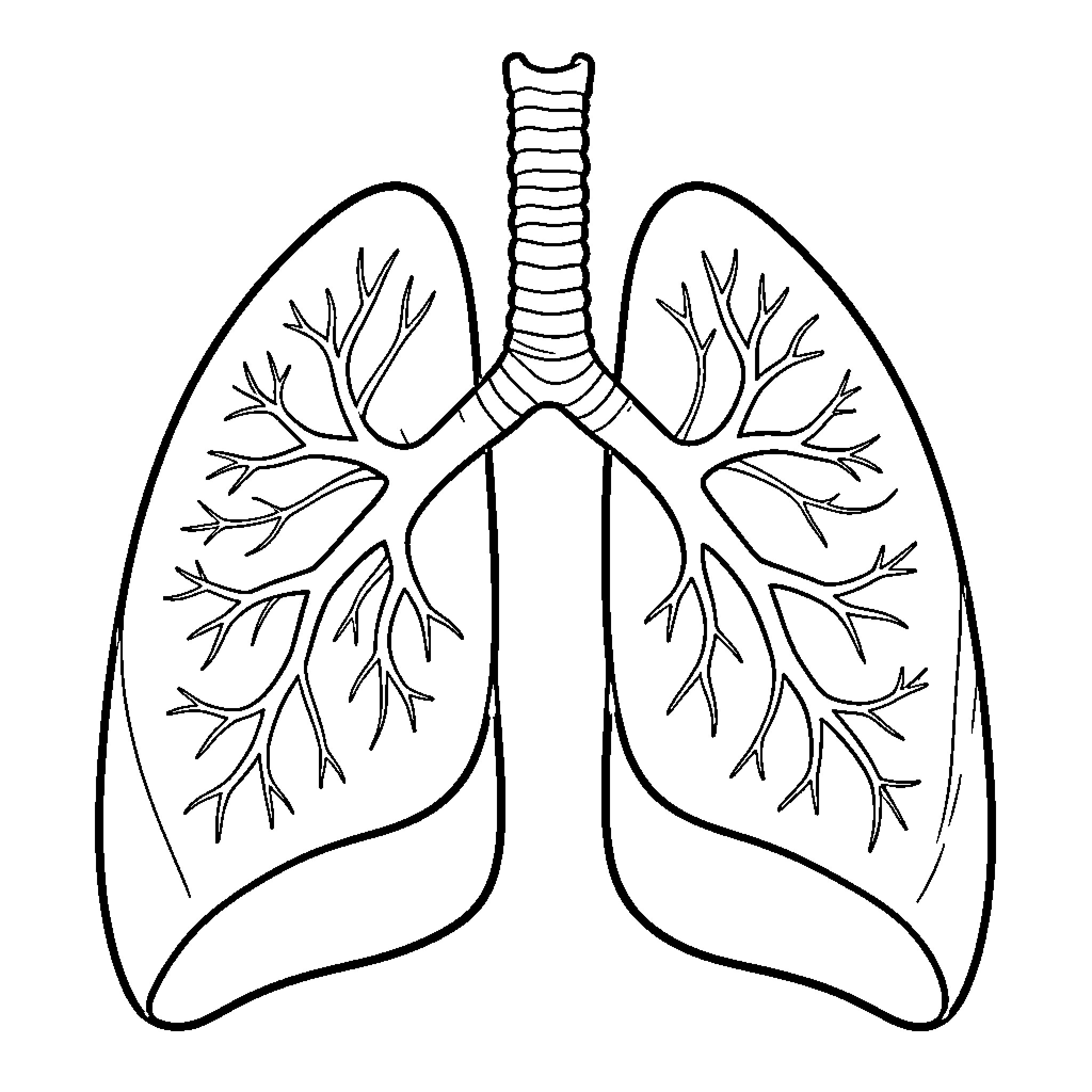 Human Respiratory System showing anatomical structure of lungs Coloring Page (free black-and-white line drawing printable PDF for all, from beginners to advanced learners, including children, teens, adults, and seniors)