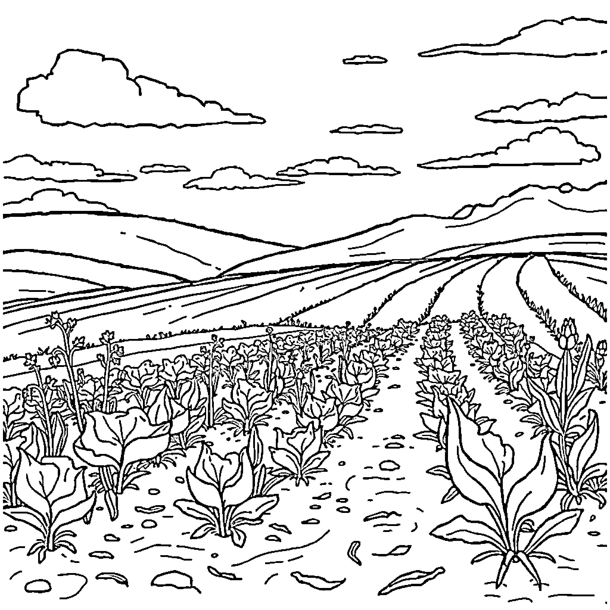Agroecology - Diverse farmland with crop cultivation Coloring Page (free black-and-white line drawing printable PDF for all, from beginners to advanced learners, including children, teens, adults, and seniors)