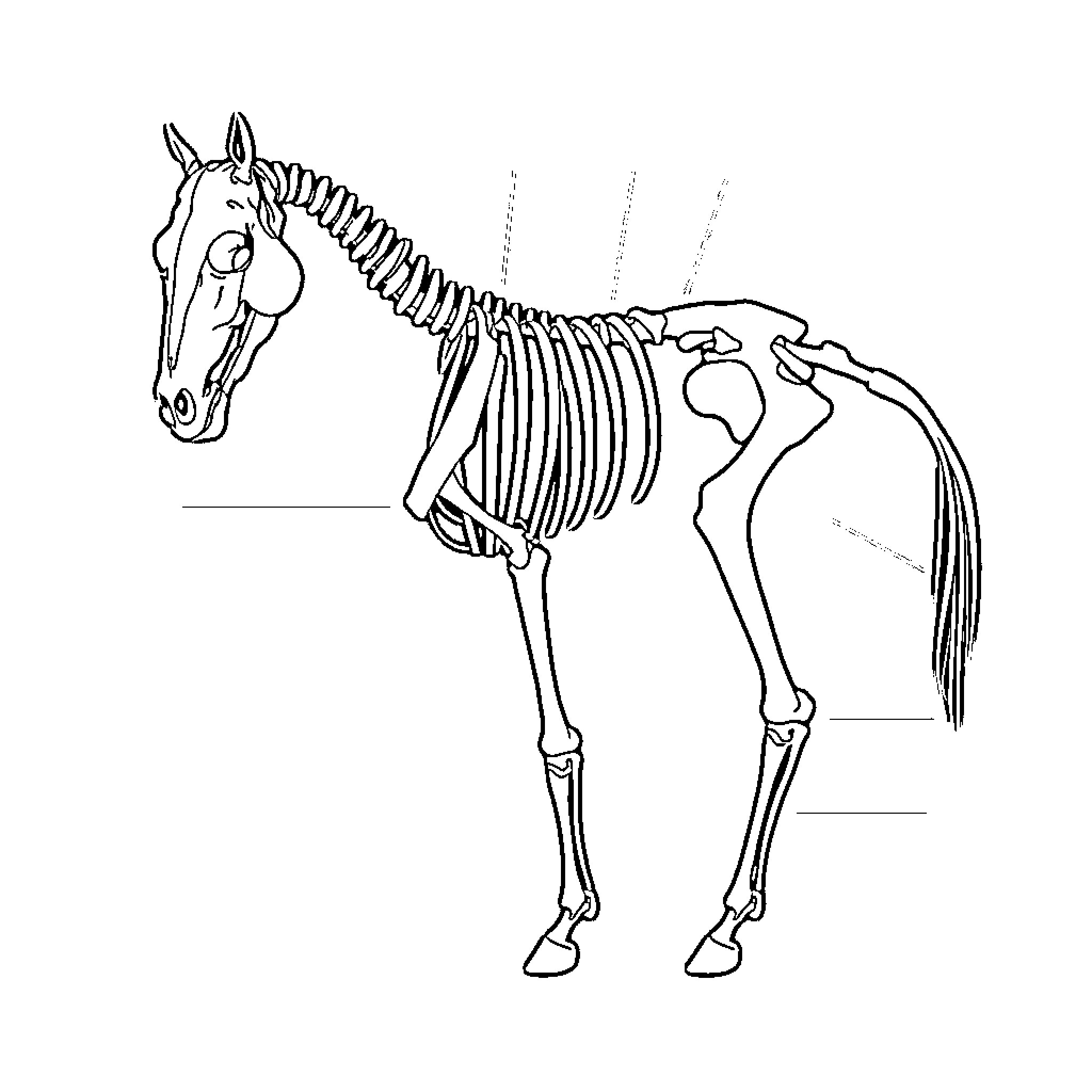 Horse Skeleton in Anatomical Pose Coloring Page (free black-and-white line drawing printable PDF for all, from beginners to advanced learners, including children, teens, adults, and seniors)