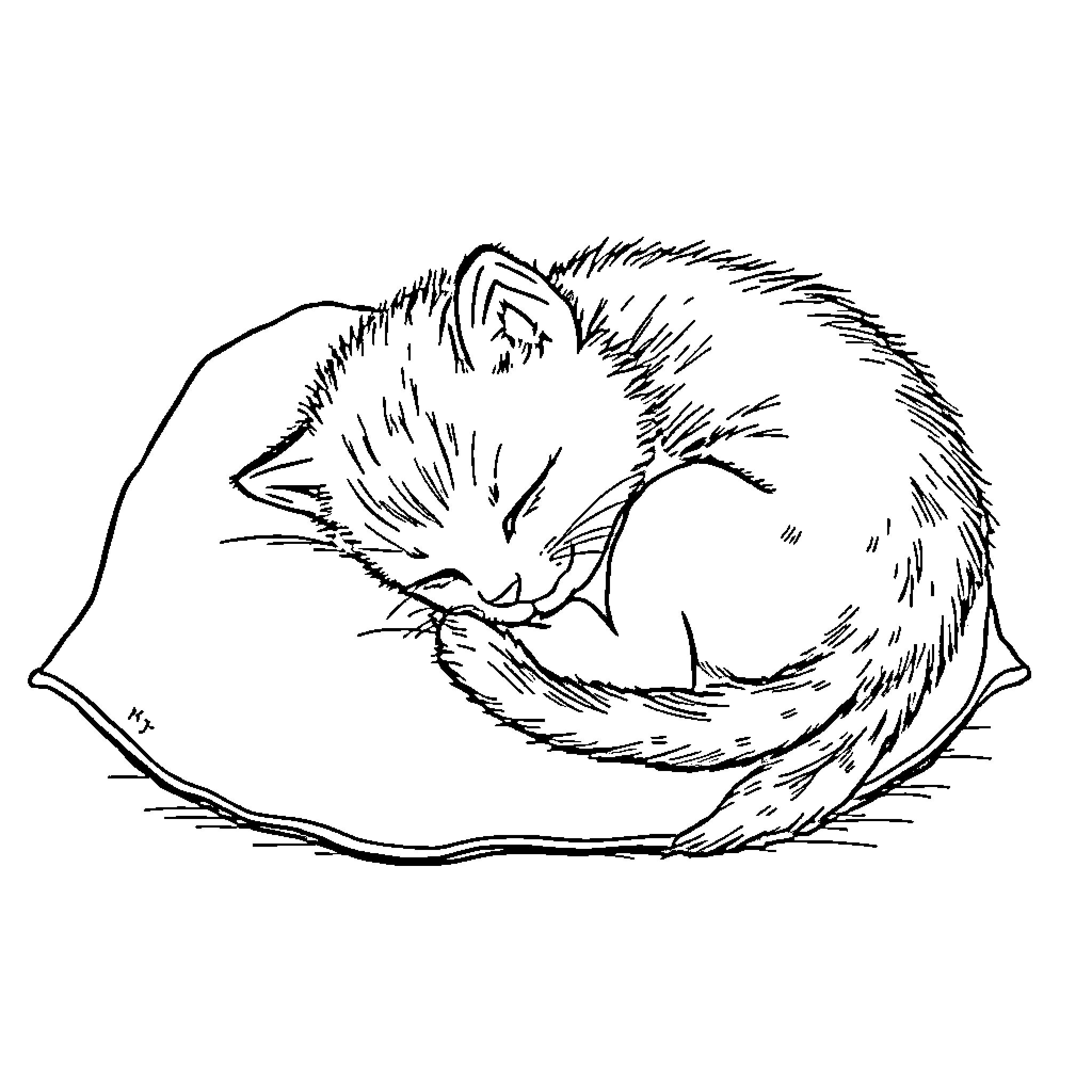Kitten curled up sleeping peacefully Coloring Page (free black-and-white line drawing printable PDF for all, from beginners to advanced learners, including children, teens, adults, and seniors)