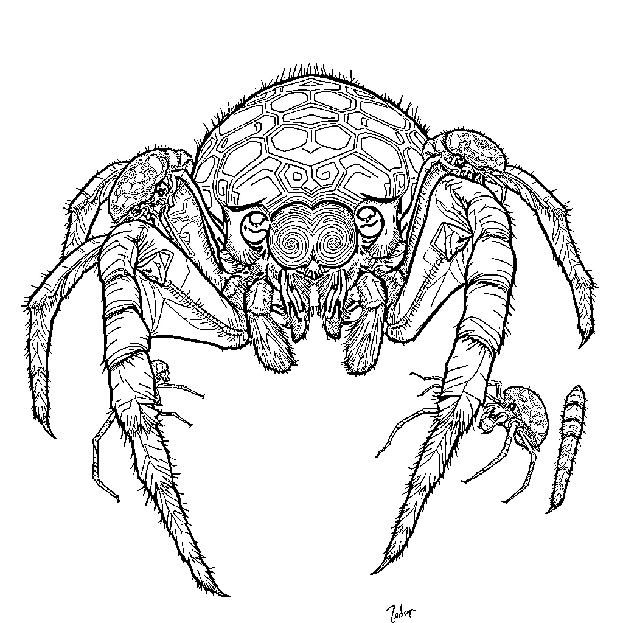Spider with intricate carapace crawling menacingly Coloring Page (free black-and-white line drawing printable PDF for all, from beginners to advanced learners, including children, teens, adults, and seniors)