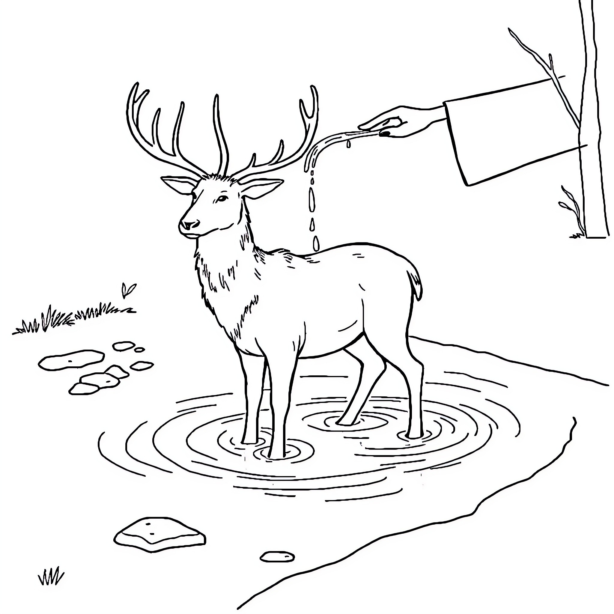 Reindeer drinking water from a forest pool Coloring Page (free black-and-white line drawing printable PDF for all, from beginners to advanced learners, including children, teens, adults, and seniors)