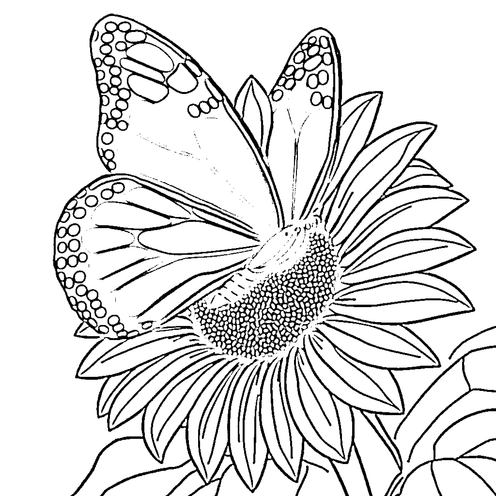 Butterfly resting on a sunflower Coloring Page (free black-and-white line drawing printable PDF for all, from beginners to advanced learners, including children, teens, adults, and seniors)