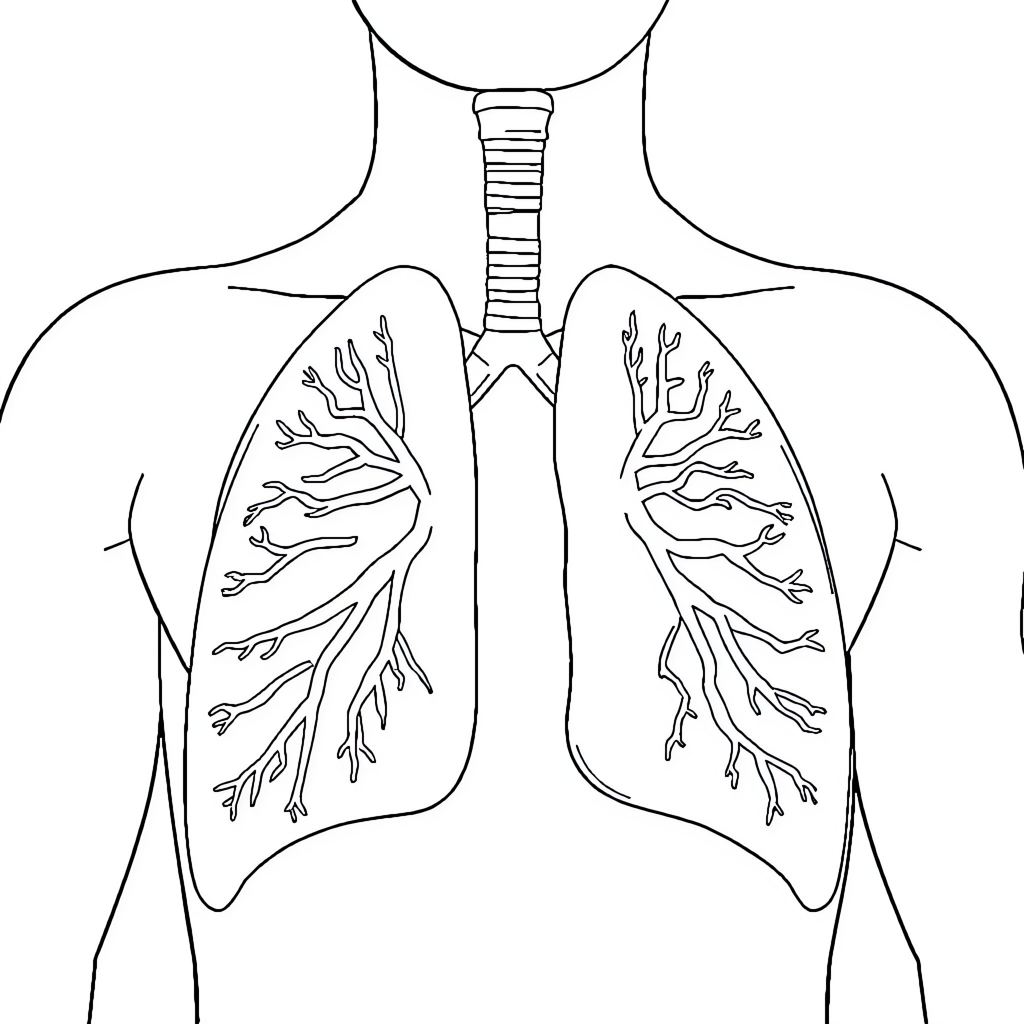Sistema Respiratorio: Lungs in Detailed Outline Coloring Page (free black-and-white line drawing printable PDF for all, from beginners to advanced learners, including children, teens, adults, and seniors)