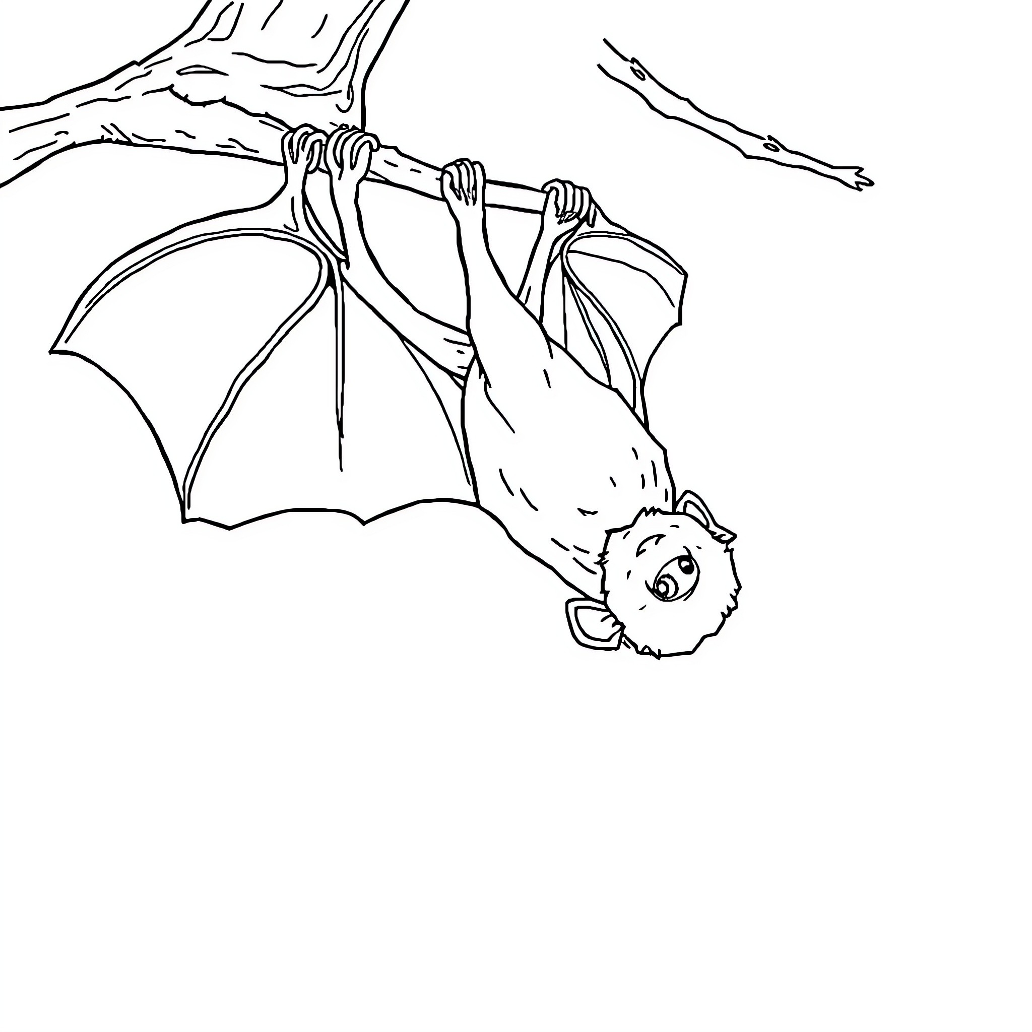 Bat hanging upside down on a branch Coloring Page (free black-and-white line drawing printable PDF for all, from beginners to advanced learners, including children, teens, adults, and seniors)