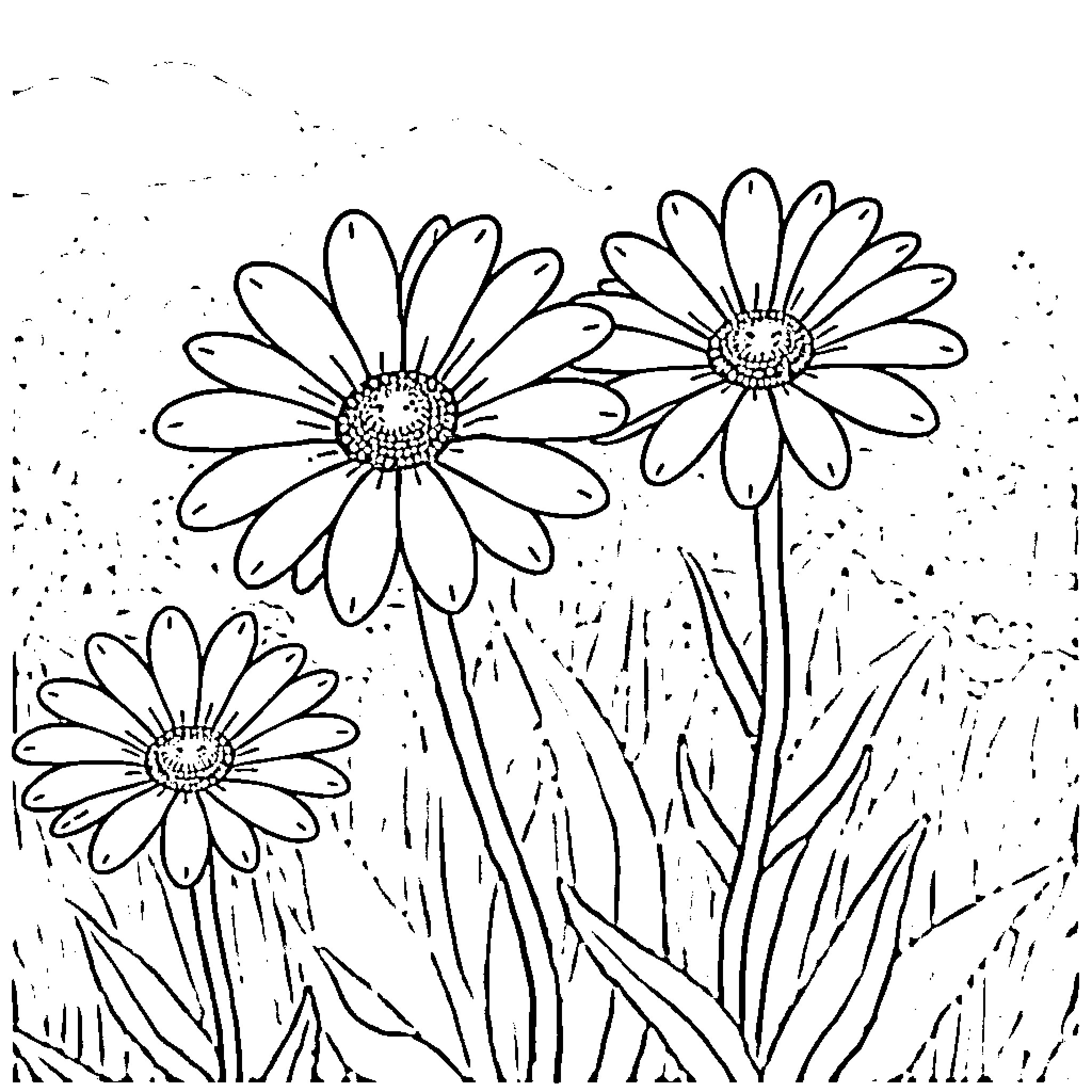 Daisy flowers blooming in the field Coloring Page (free black-and-white line drawing printable PDF for all, from beginners to advanced learners, including children, teens, adults, and seniors)