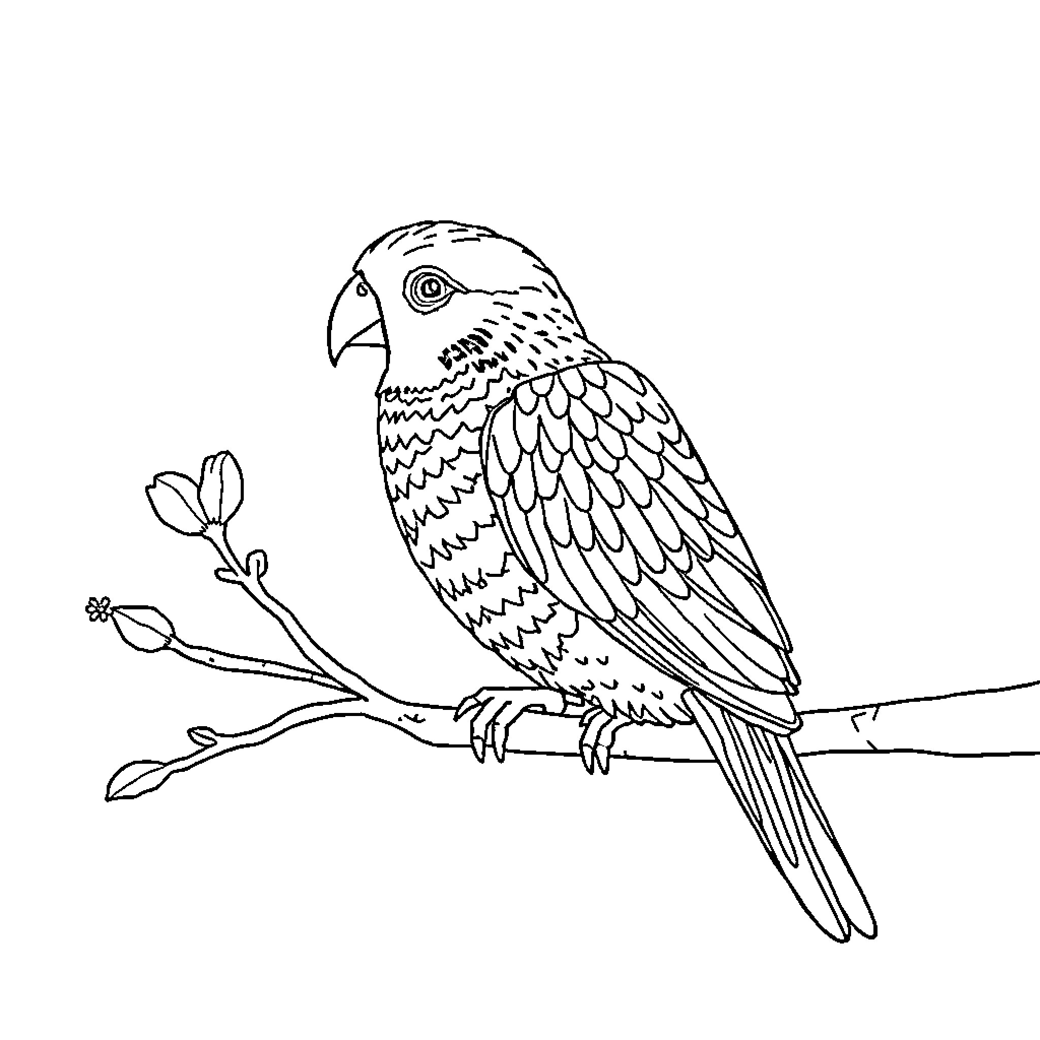 Unicorn Parrot Perching on Branch Coloring Page (free black-and-white line drawing printable PDF for all, from beginners to advanced learners, including children, teens, adults, and seniors)