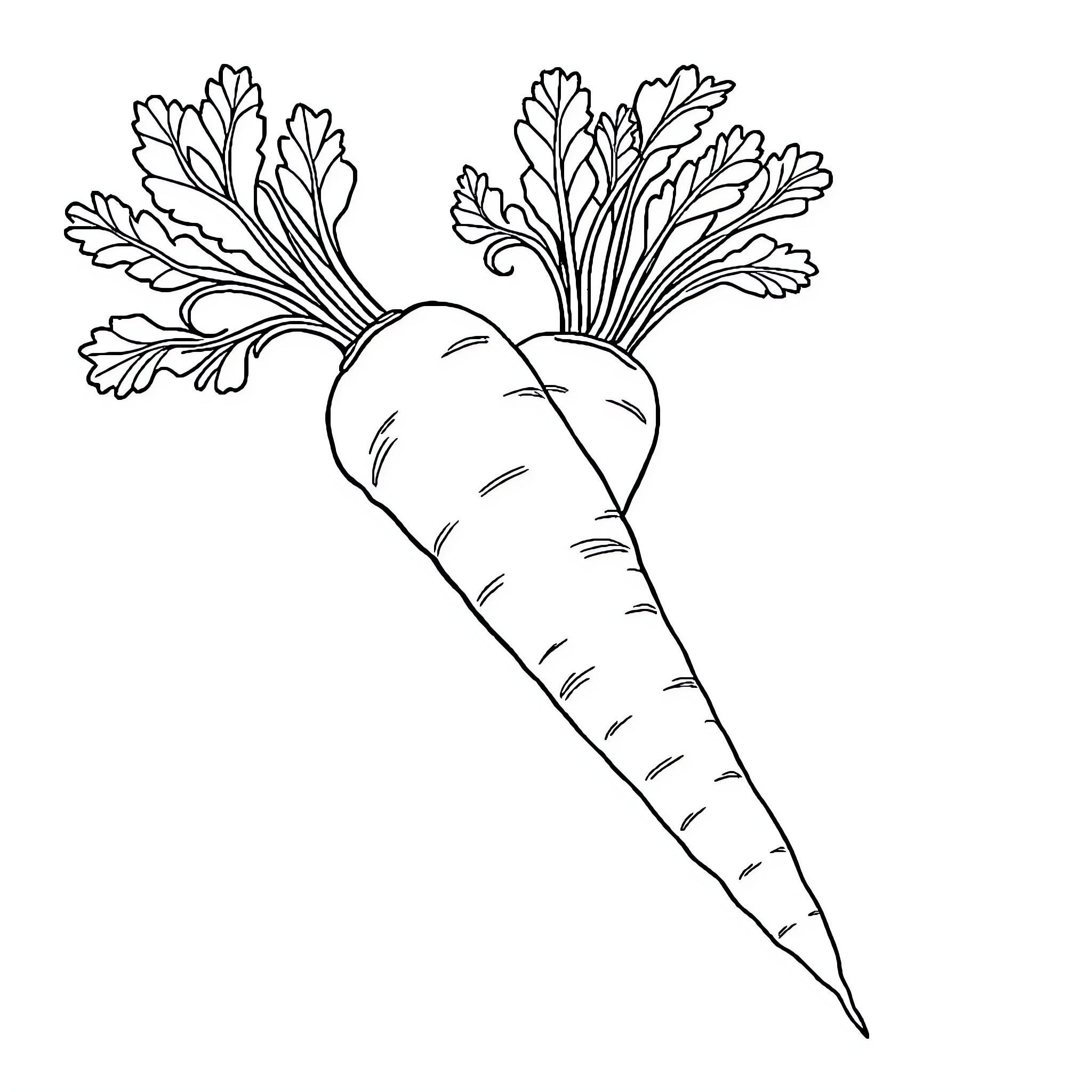 Carrot with flourishing leaves Coloring Page (free black-and-white line drawing printable PDF for all, from beginners to advanced learners, including children, teens, adults, and seniors)