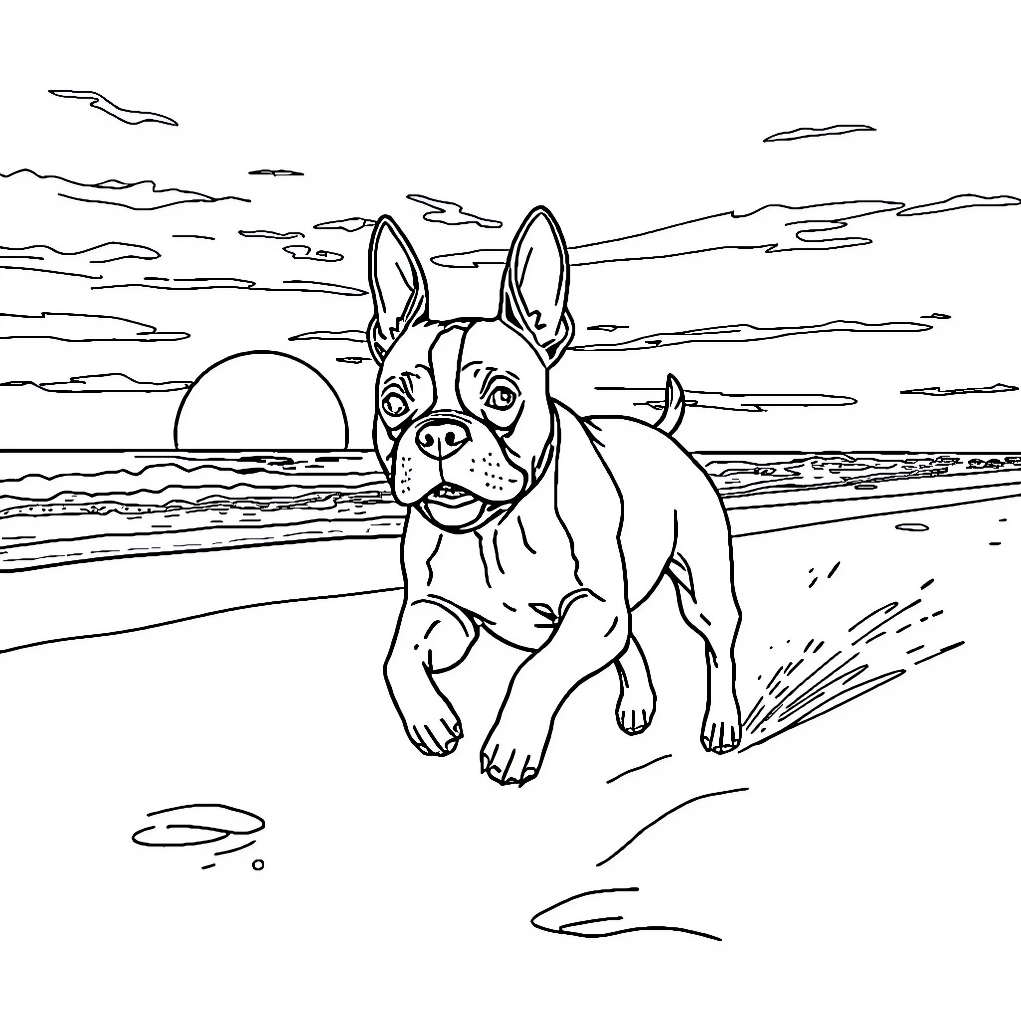 Boston Terrier running playfully on the beach Coloring Page (free black-and-white line drawing printable PDF for all, from beginners to advanced learners, including children, teens, adults, and seniors)