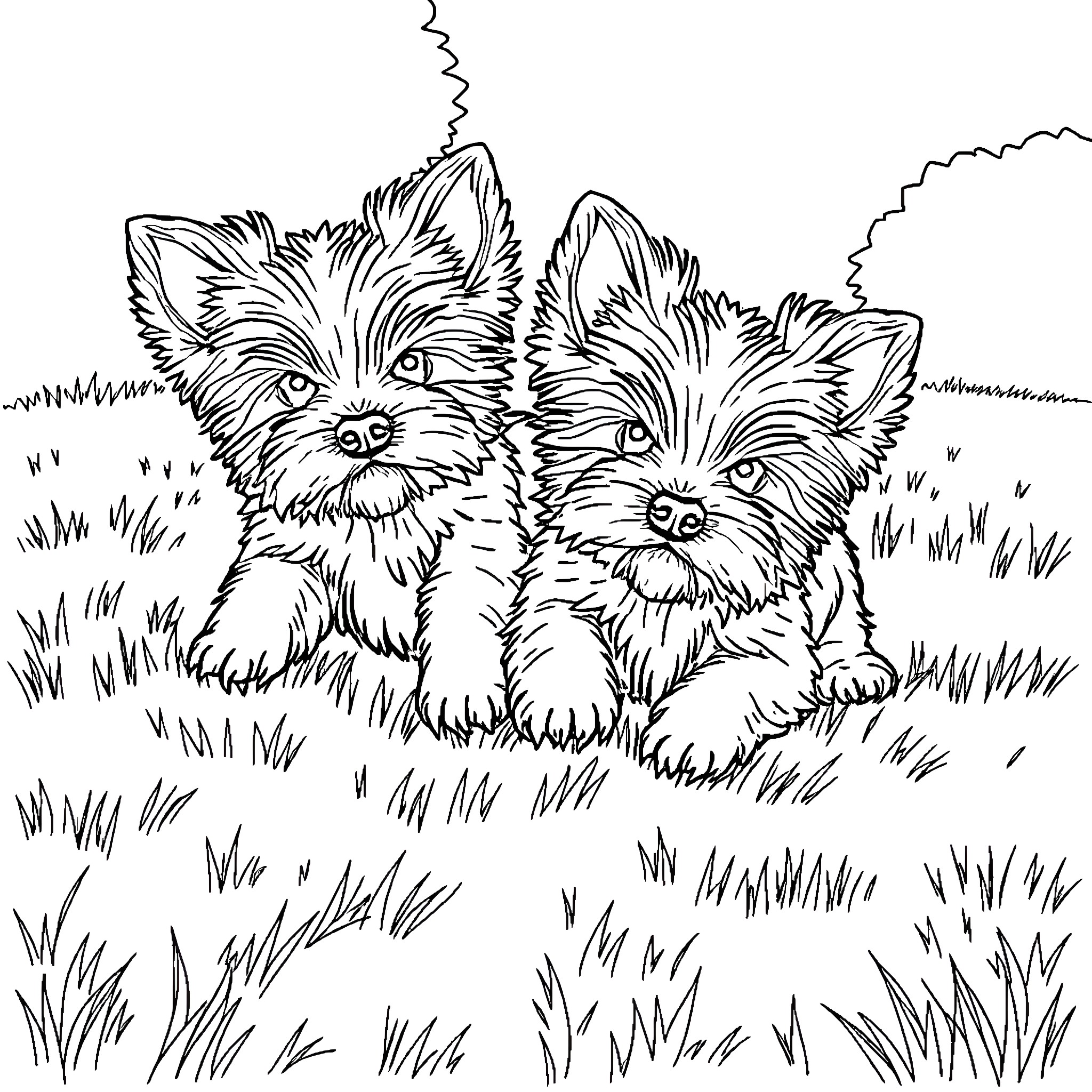 Yorkie puppies playing joyfully in the grass Coloring Page (free black-and-white line drawing printable PDF for all, from beginners to advanced learners, including children, teens, adults, and seniors)