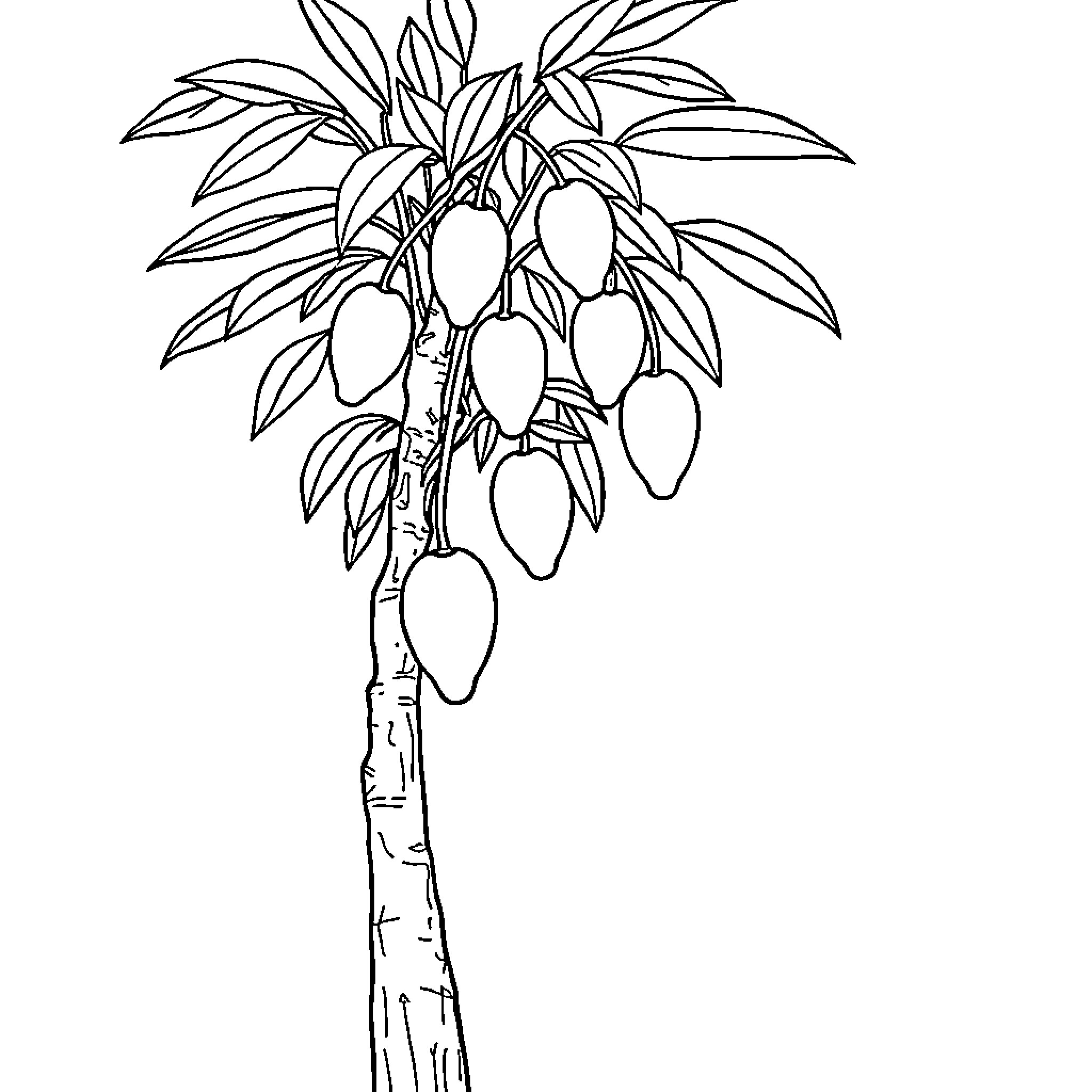 Mango tree with ripe mangoes Coloring Page (free black-and-white line drawing printable PDF for all, from beginners to advanced learners, including children, teens, adults, and seniors)