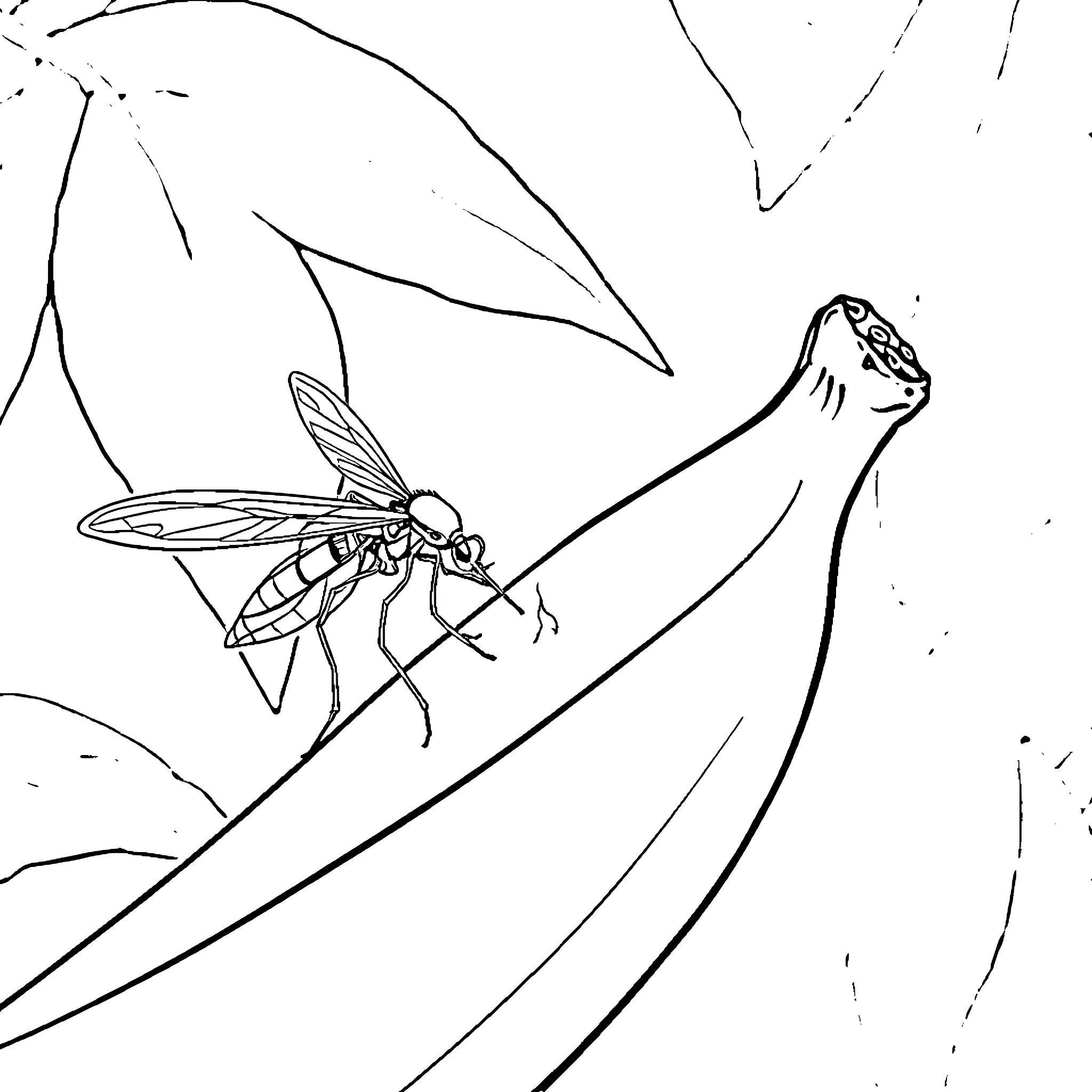 Mosquito resting on a leaf Coloring Page (free black-and-white line drawing printable PDF for all, from beginners to advanced learners, including children, teens, adults, and seniors)
