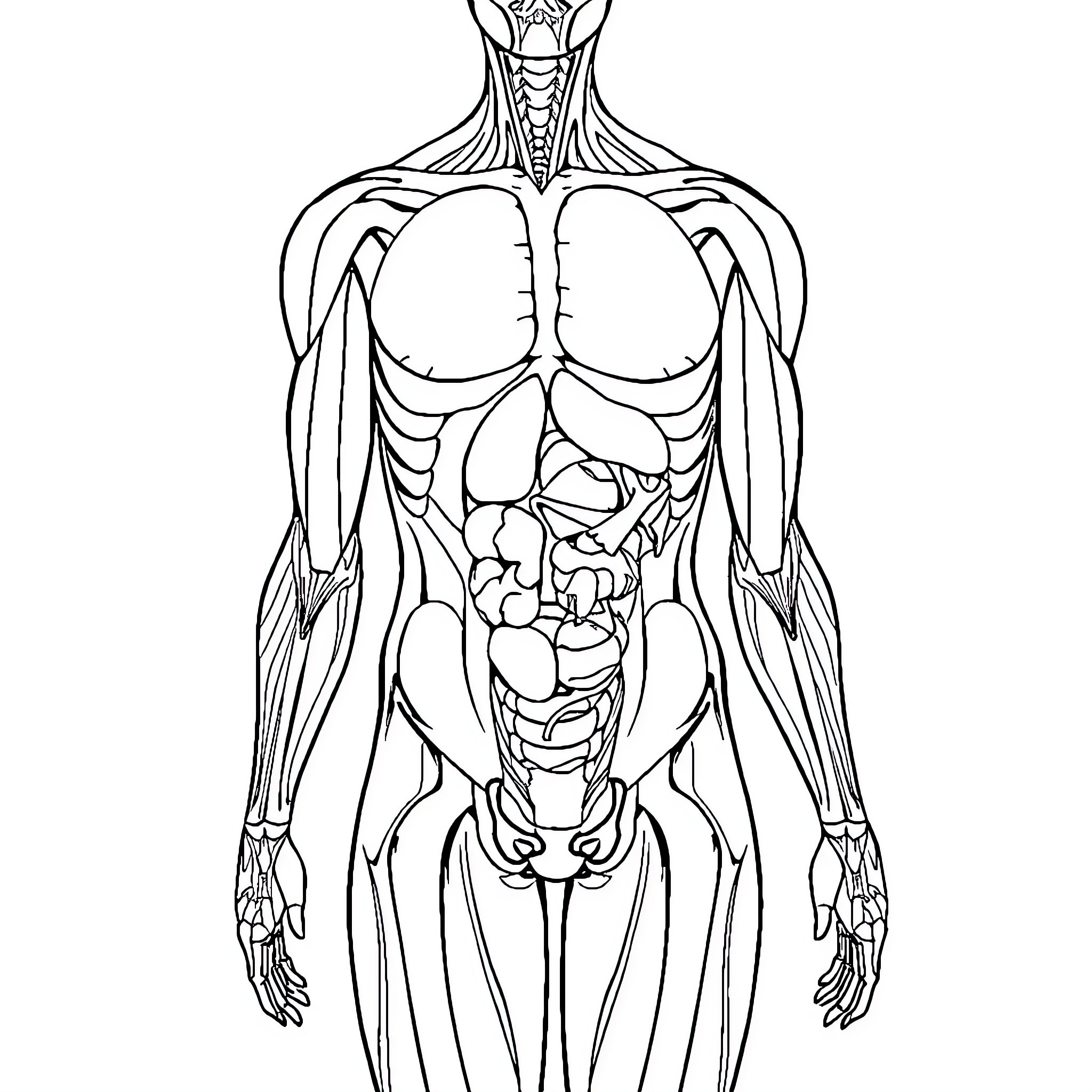 Human Anatomy of Internal Organs and Skeletal Structure Coloring Page (free black-and-white line drawing printable PDF for all, from beginners to advanced learners, including children, teens, adults, and seniors)