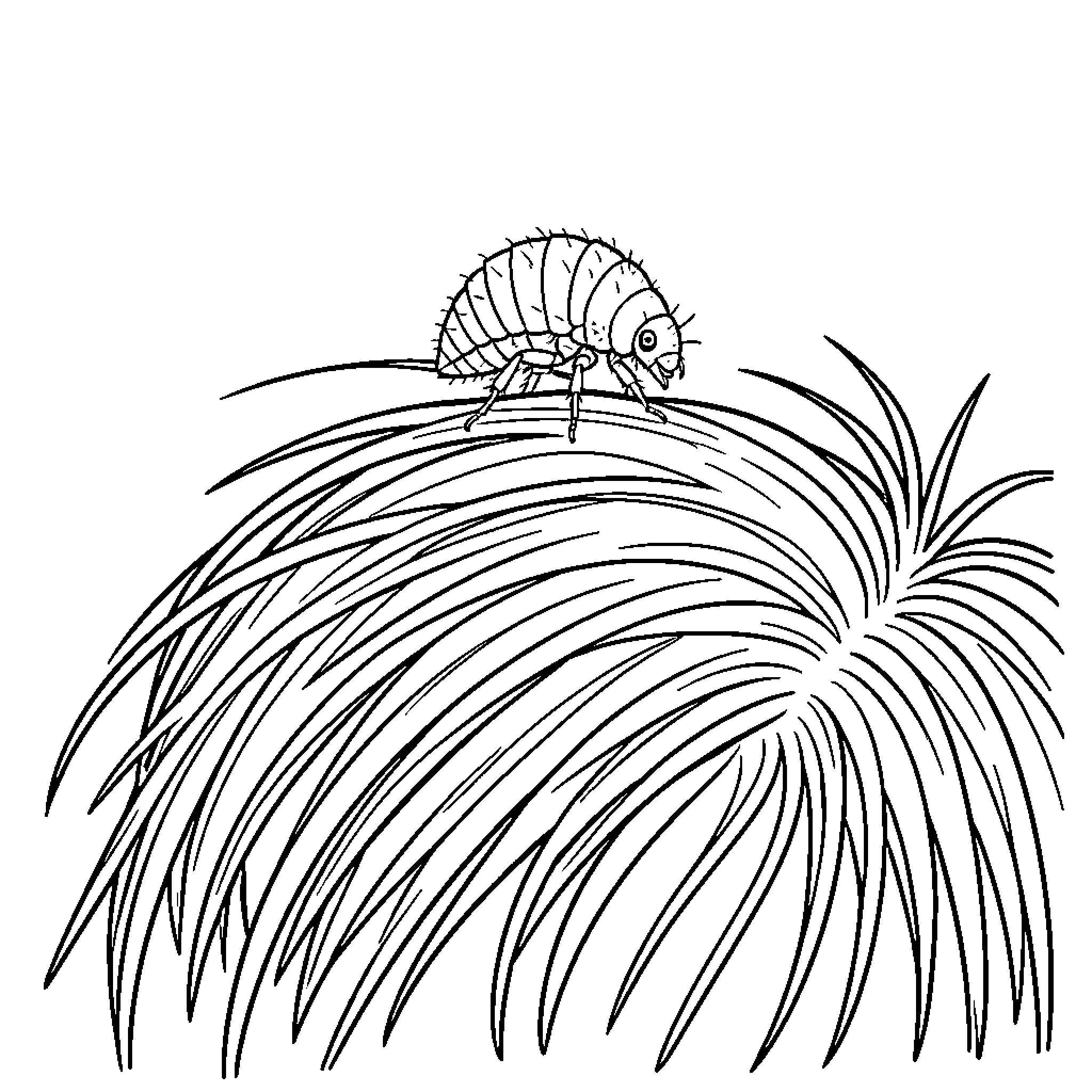 Louse crawling amidst grassy vegetation Coloring Page (free black-and-white line drawing printable PDF for all, from beginners to advanced learners, including children, teens, adults, and seniors)