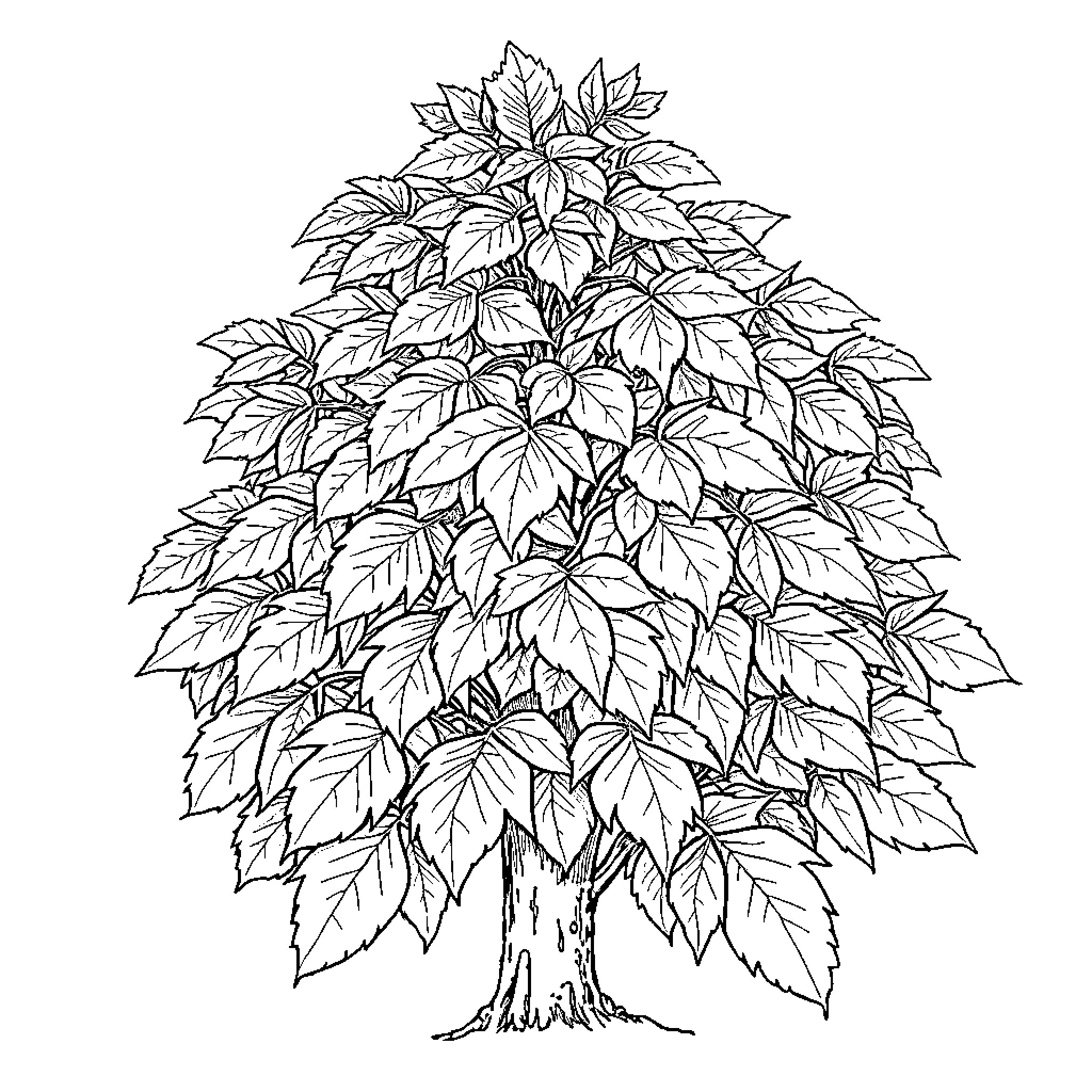 Ear of Corn with Lush Foliage Coloring Page (free black-and-white line drawing printable PDF for all, from beginners to advanced learners, including children, teens, adults, and seniors)