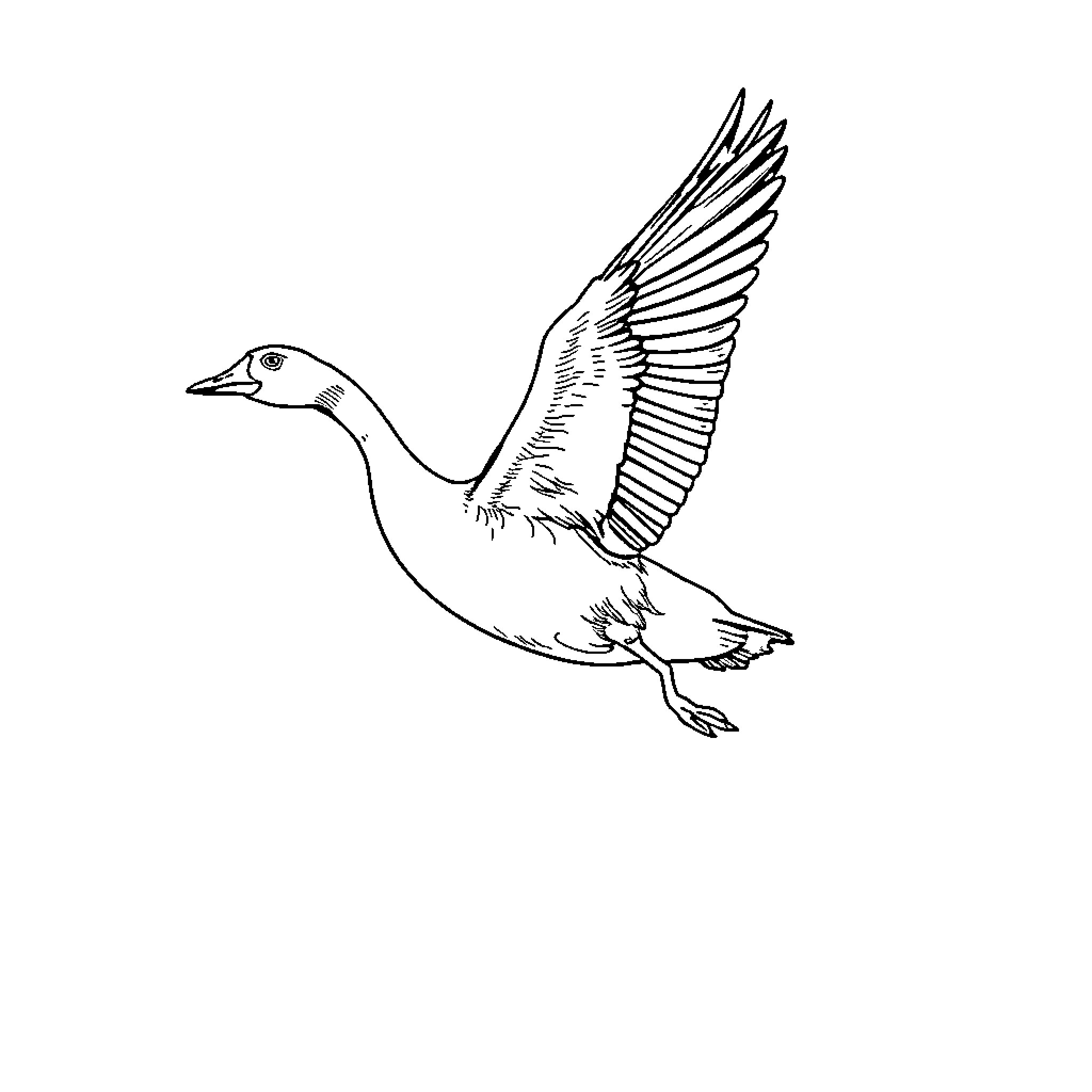 Goose taking flight in the wind Coloring Page (free black-and-white line drawing printable PDF for all, from beginners to advanced learners, including children, teens, adults, and seniors)