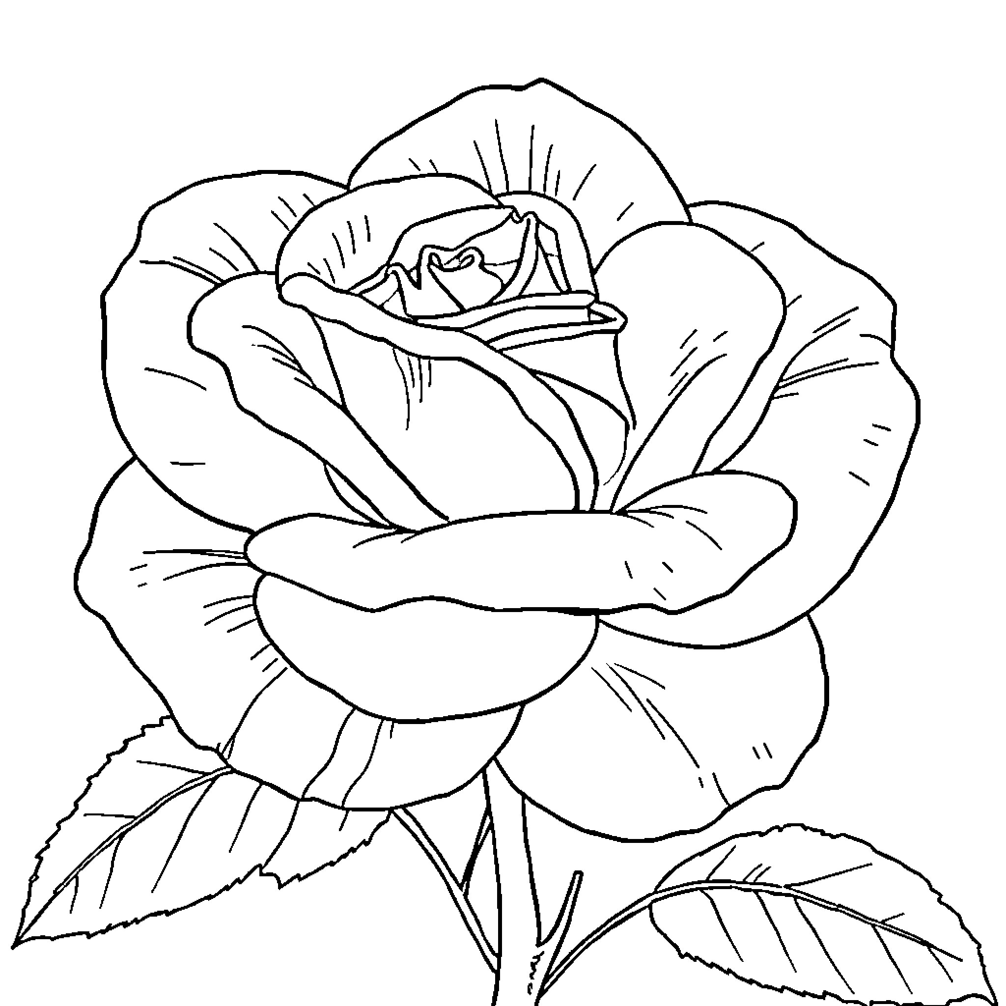 Rose in Bloom Coloring Page (free black-and-white line drawing printable PDF for all, from beginners to advanced learners, including children, teens, adults, and seniors)