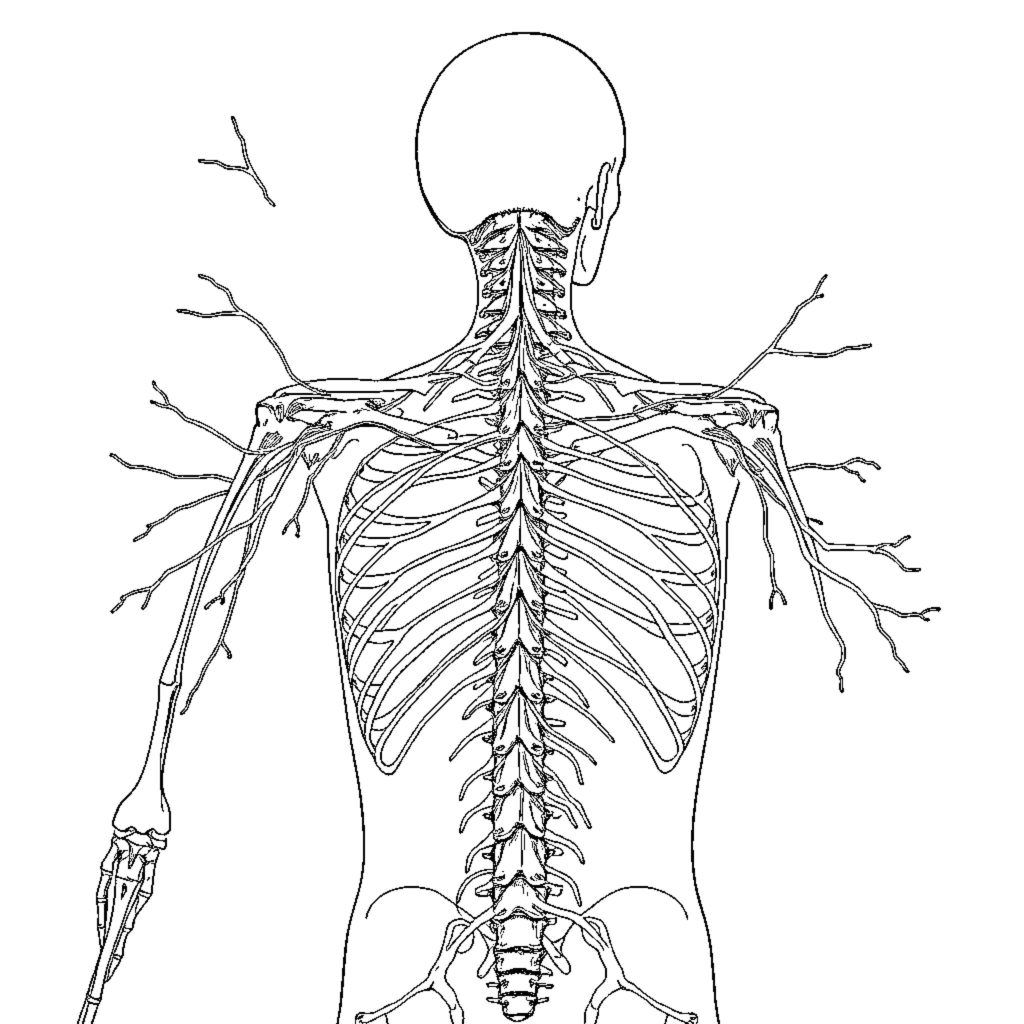 Nervous System Anatomy Illustration Coloring Page (free black-and-white line drawing printable PDF for all, from beginners to advanced learners, including children, teens, adults, and seniors)