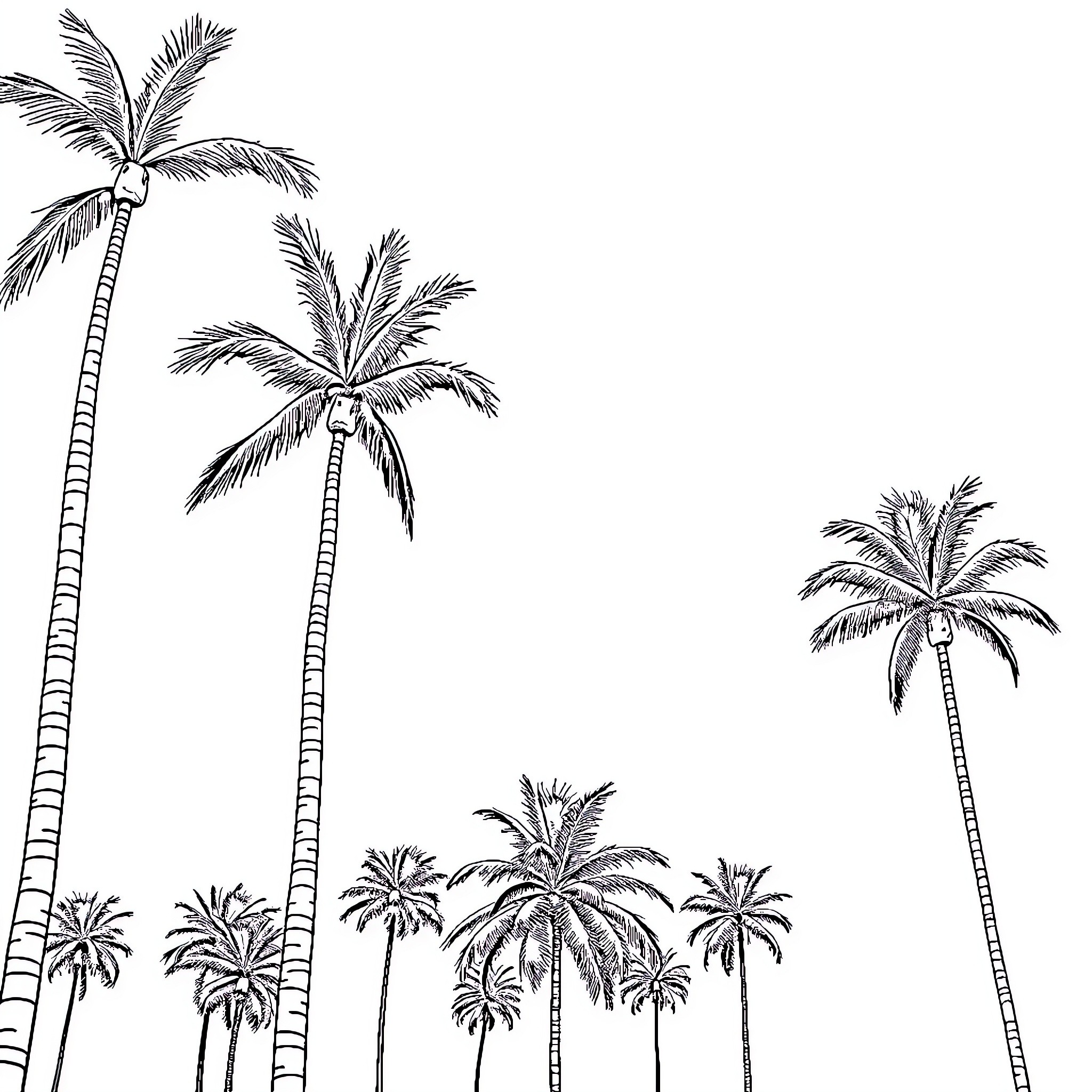 Palm Trees in a Tropical Landscape Coloring Page (free black-and-white line drawing printable PDF for all, from beginners to advanced learners, including children, teens, adults, and seniors)