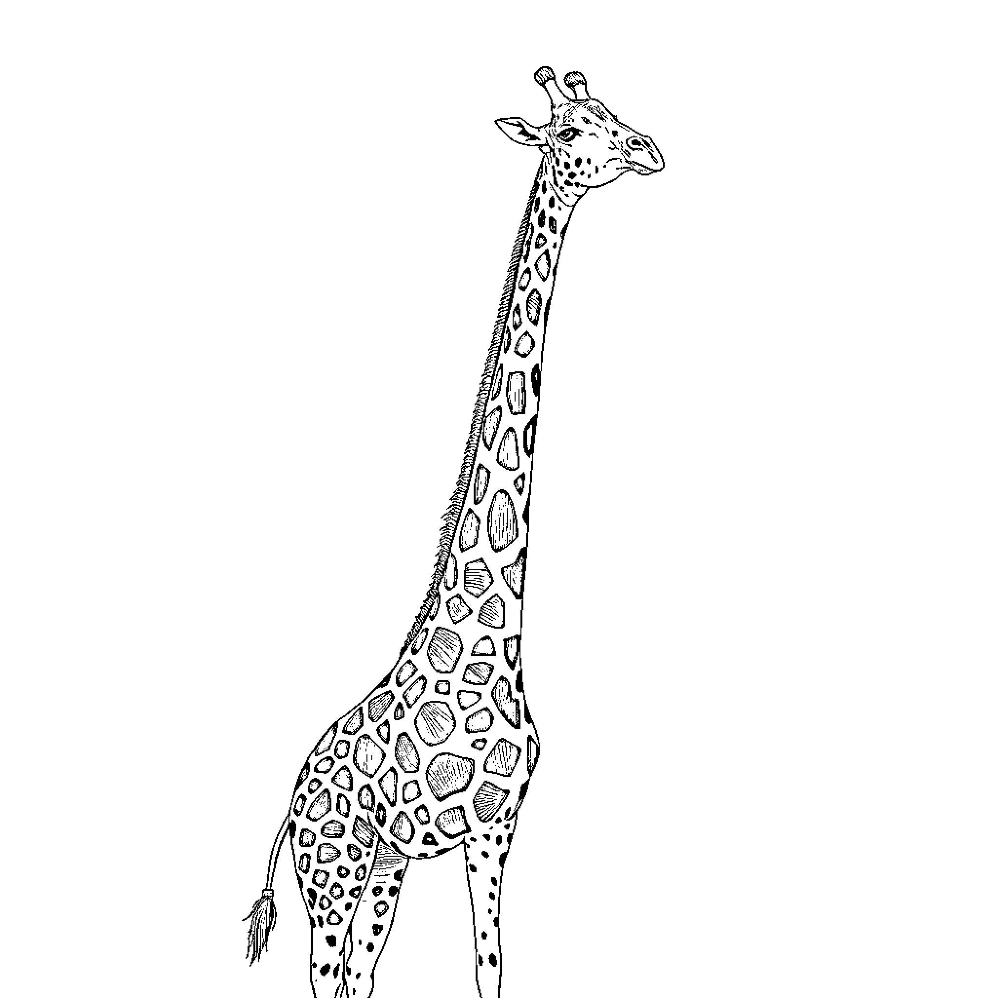 Giraffe standing tall in monochrome Coloring Page (free black-and-white line drawing printable PDF for all, from beginners to advanced learners, including children, teens, adults, and seniors)