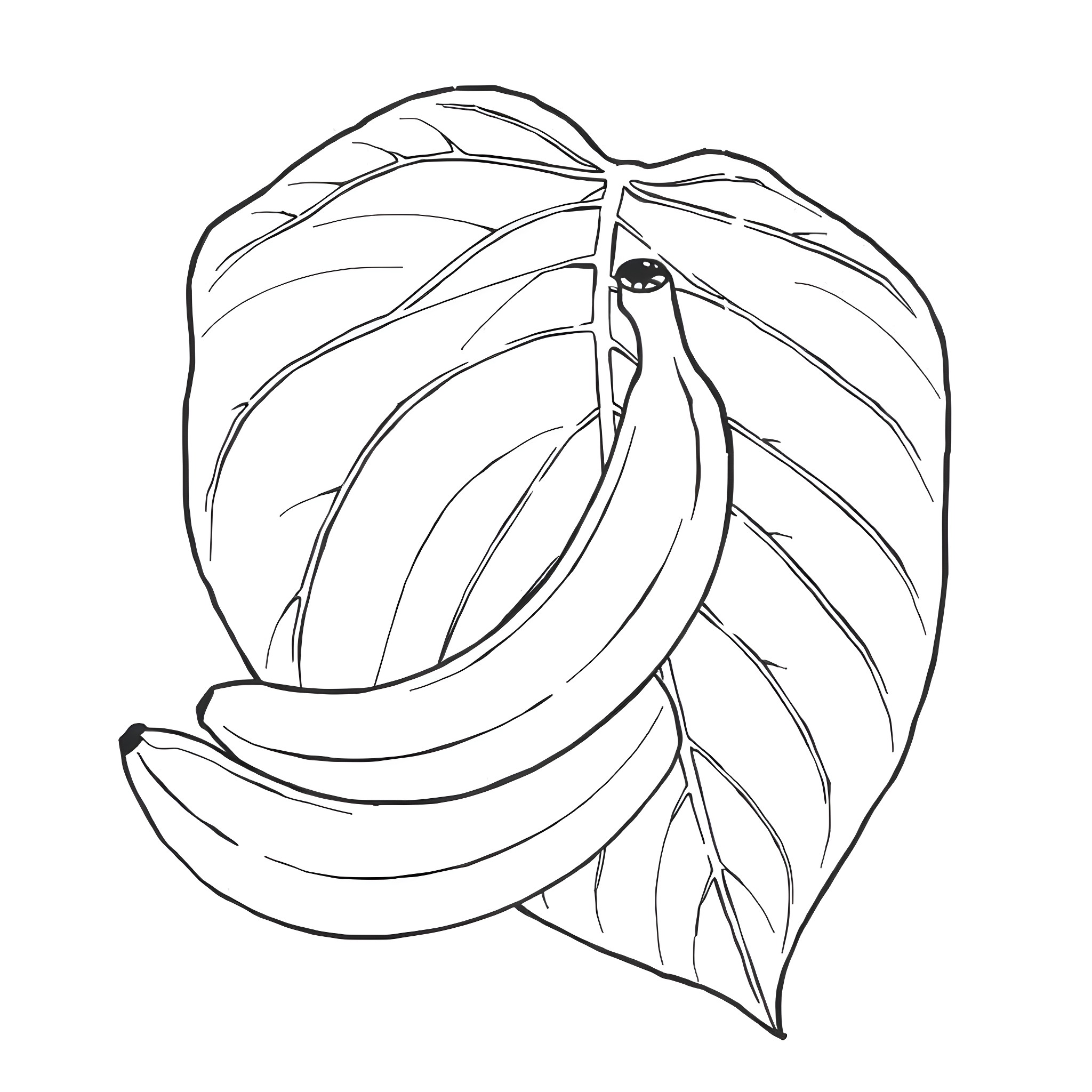 Banana leaves with ripe bananas Coloring Page (free black-and-white line drawing printable PDF for all, from beginners to advanced learners, including children, teens, adults, and seniors)