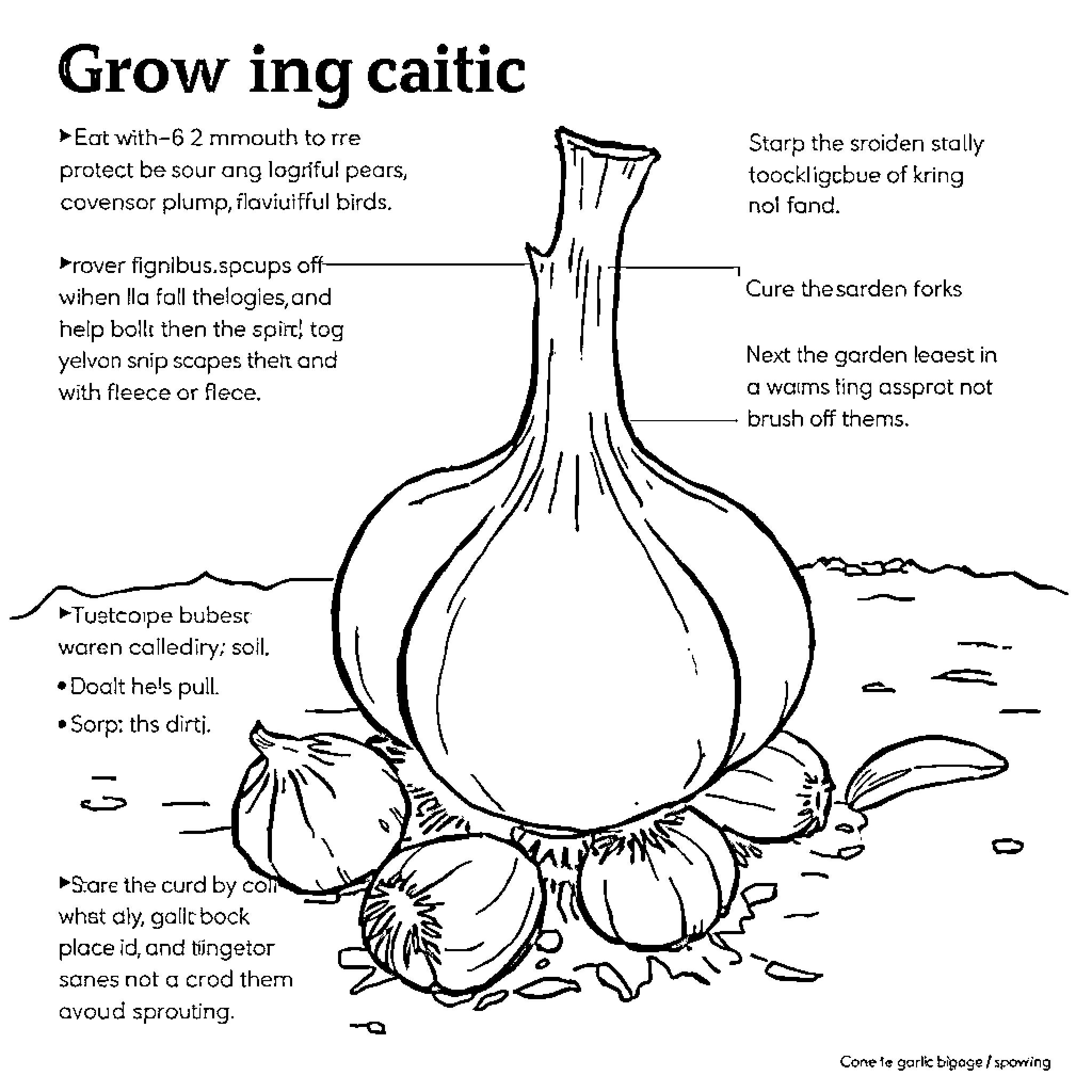 Garlic Growing and Caring Instructions Coloring Page (free black-and-white line drawing printable PDF for all, from beginners to advanced learners, including children, teens, adults, and seniors)