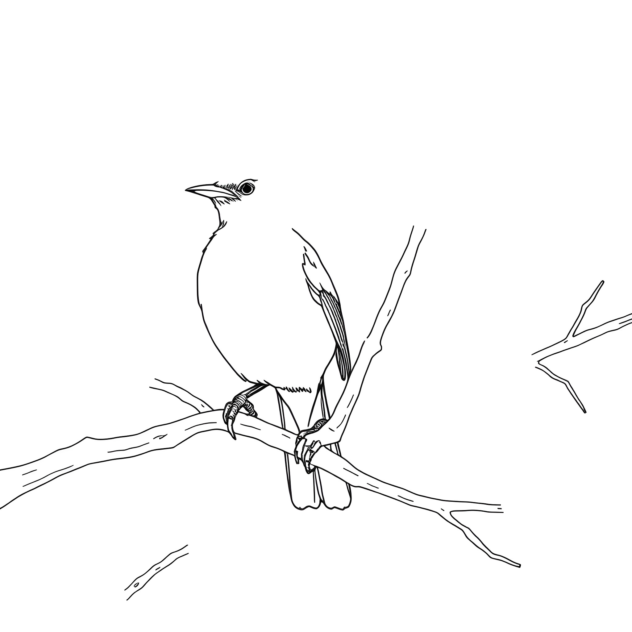 Tanager perched on a branch Coloring Page (free black-and-white line drawing printable PDF for all, from beginners to advanced learners, including children, teens, adults, and seniors)