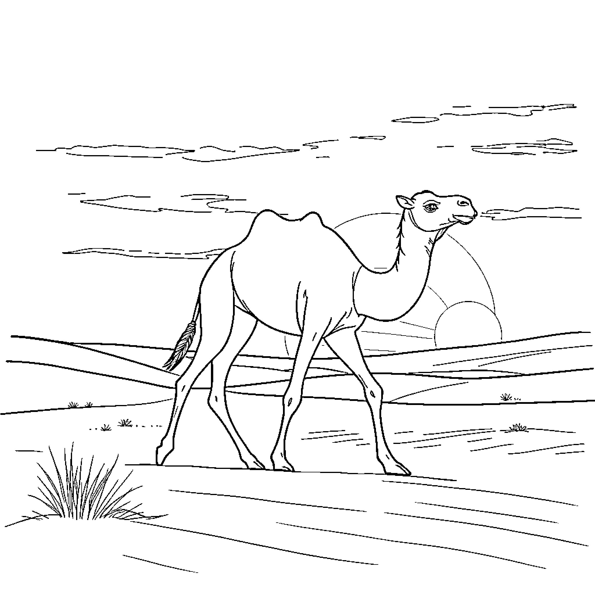 Camel walking across desert landscape Coloring Page (free black-and-white line drawing printable PDF for all, from beginners to advanced learners, including children, teens, adults, and seniors)
