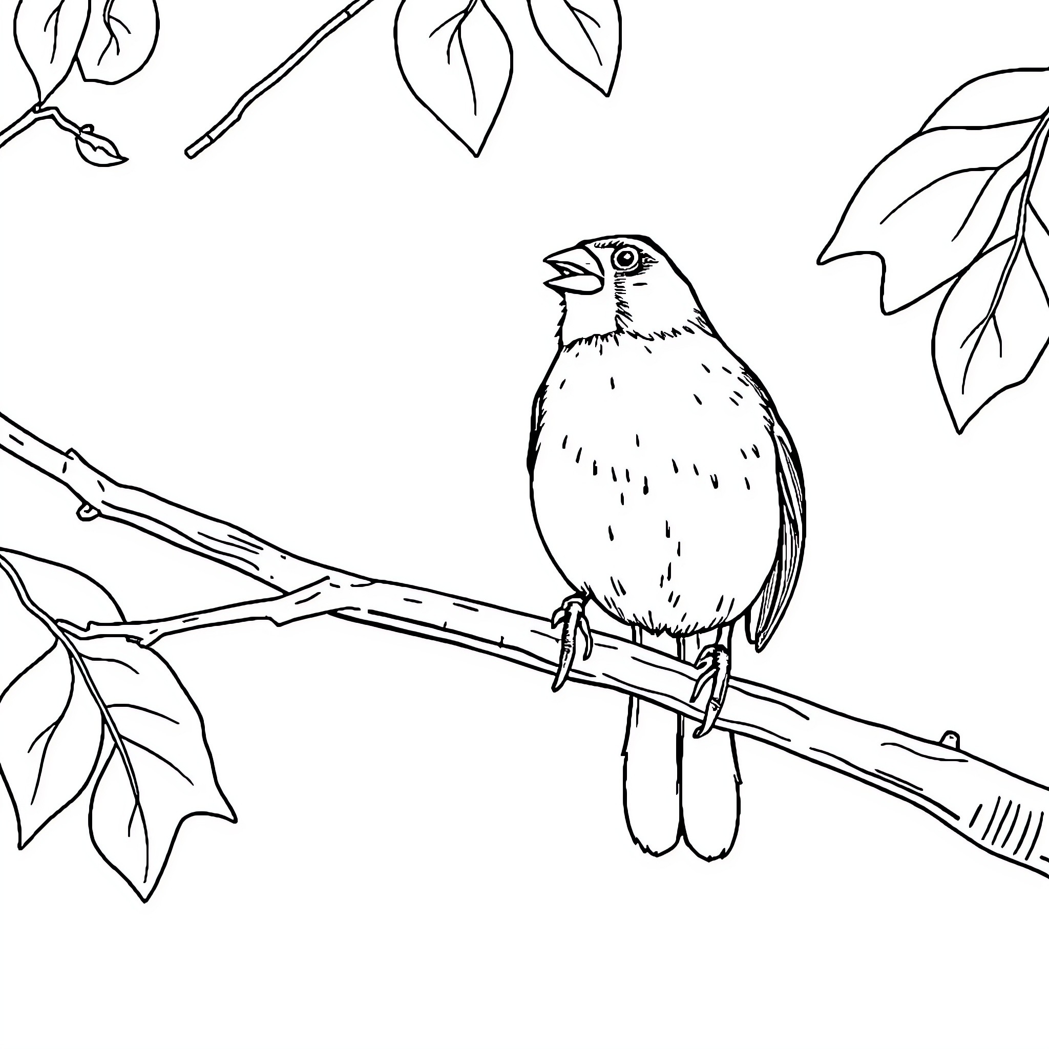 Cardinal perched on a tree branch Coloring Page (free black-and-white line drawing printable PDF for all, from beginners to advanced learners, including children, teens, adults, and seniors)