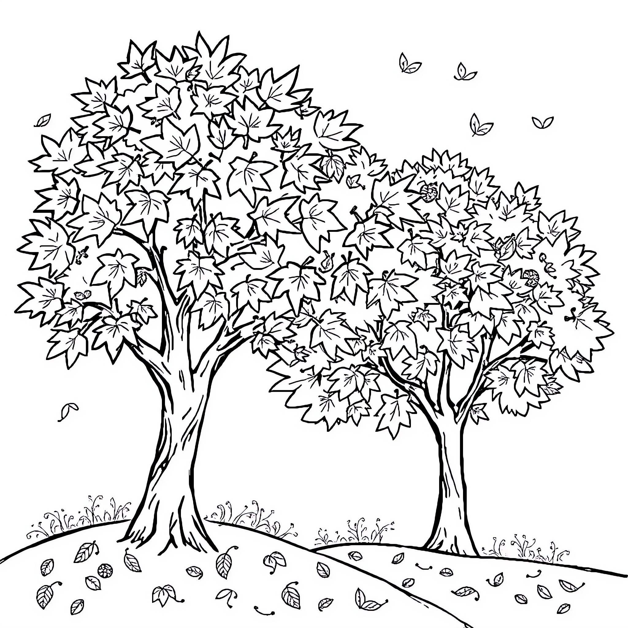 Maple trees in autumn season Coloring Page (free black-and-white line drawing printable PDF for all, from beginners to advanced learners, including children, teens, adults, and seniors)