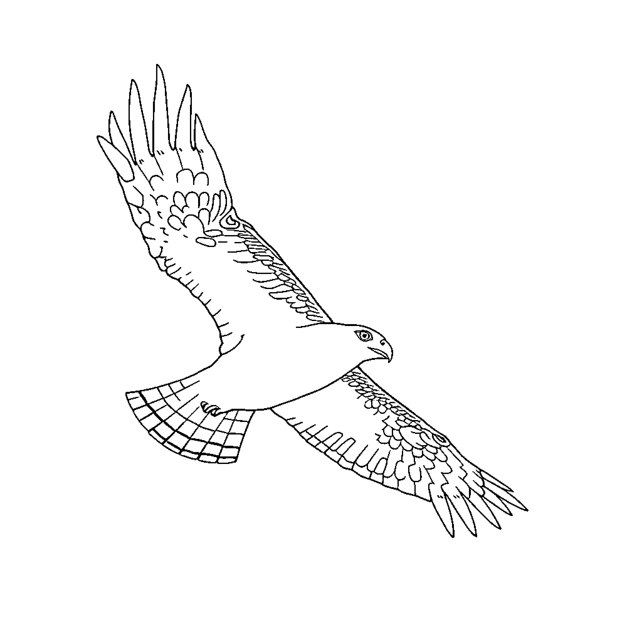 Hawk soaring with wings outstretched Coloring Page (free black-and-white line drawing printable PDF for all, from beginners to advanced learners, including children, teens, adults, and seniors)