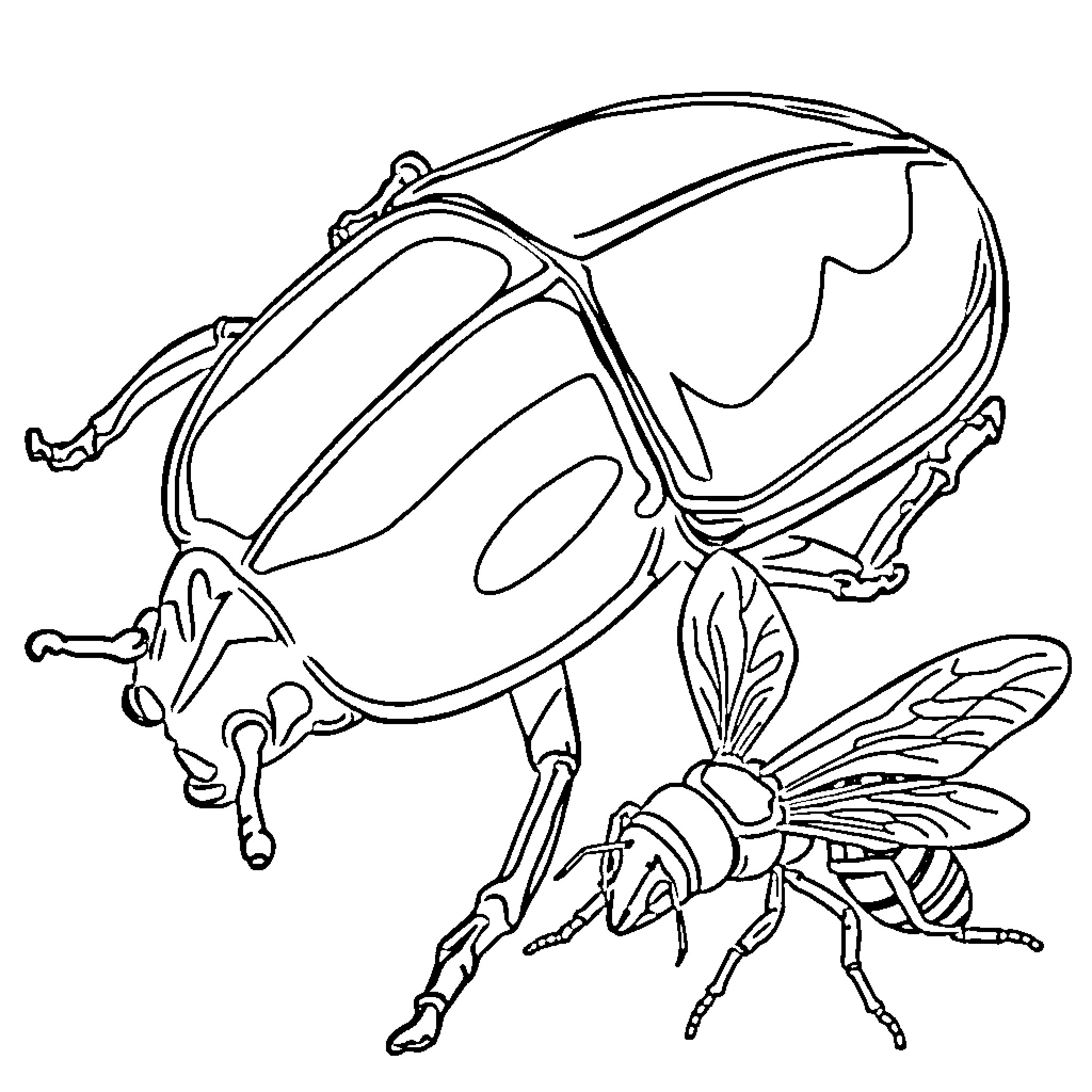 Beetle exploring its surroundings Coloring Page (free black-and-white line drawing printable PDF for all, from beginners to advanced learners, including children, teens, adults, and seniors)