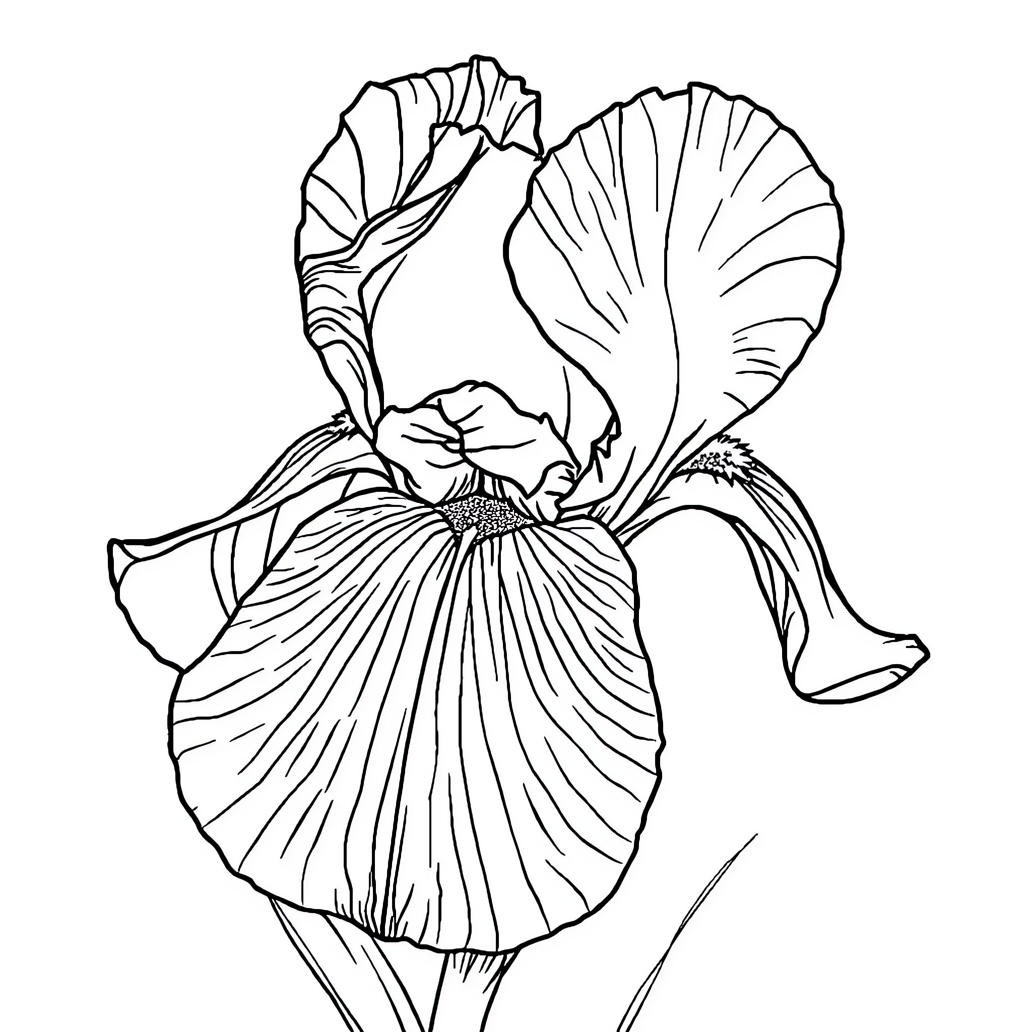 Iris flower in bloom with intricate petals Coloring Page (free black-and-white line drawing printable PDF for all, from beginners to advanced learners, including children, teens, adults, and seniors)