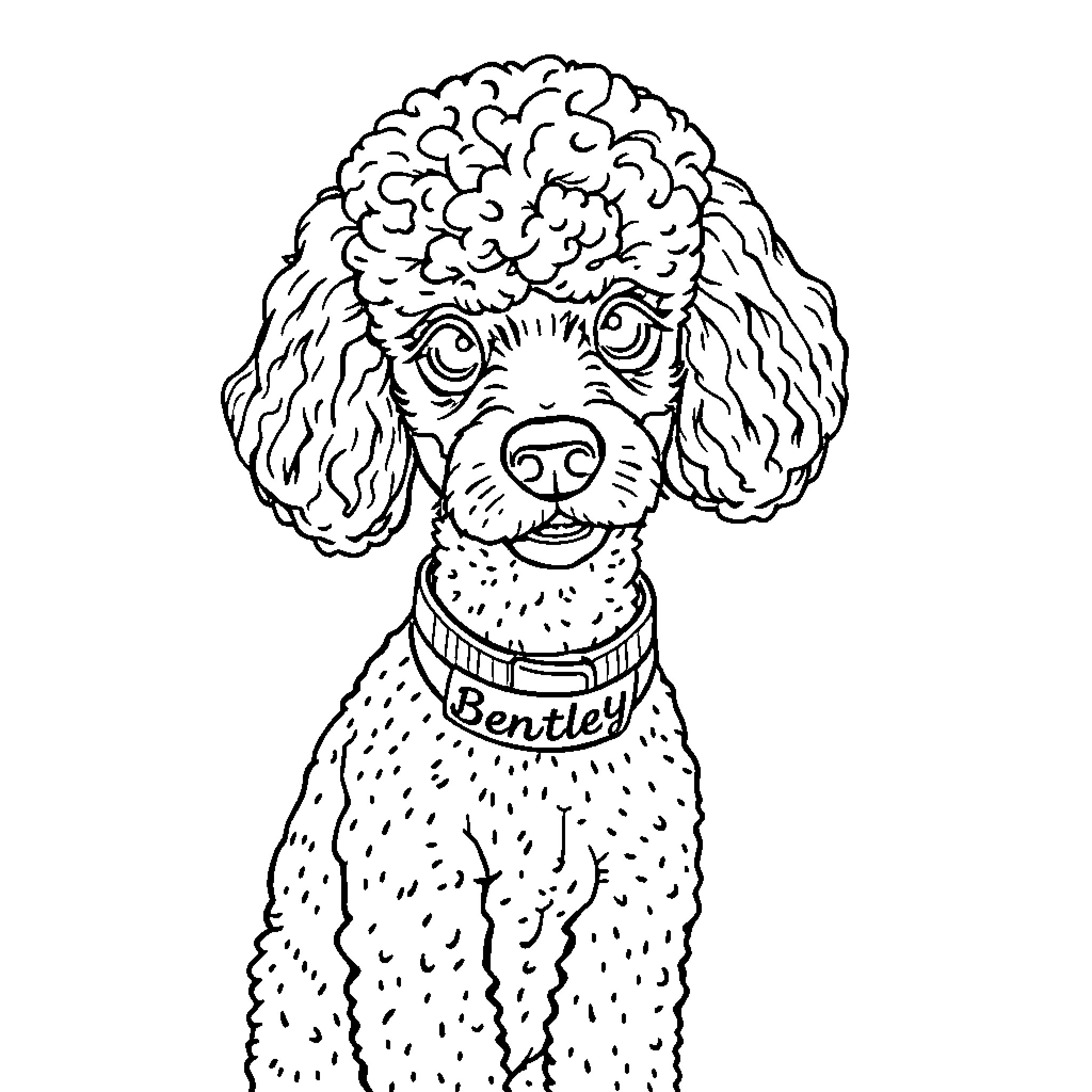 Poodle with Curious Expression Coloring Page (free black-and-white line drawing printable PDF for all, from beginners to advanced learners, including children, teens, adults, and seniors)