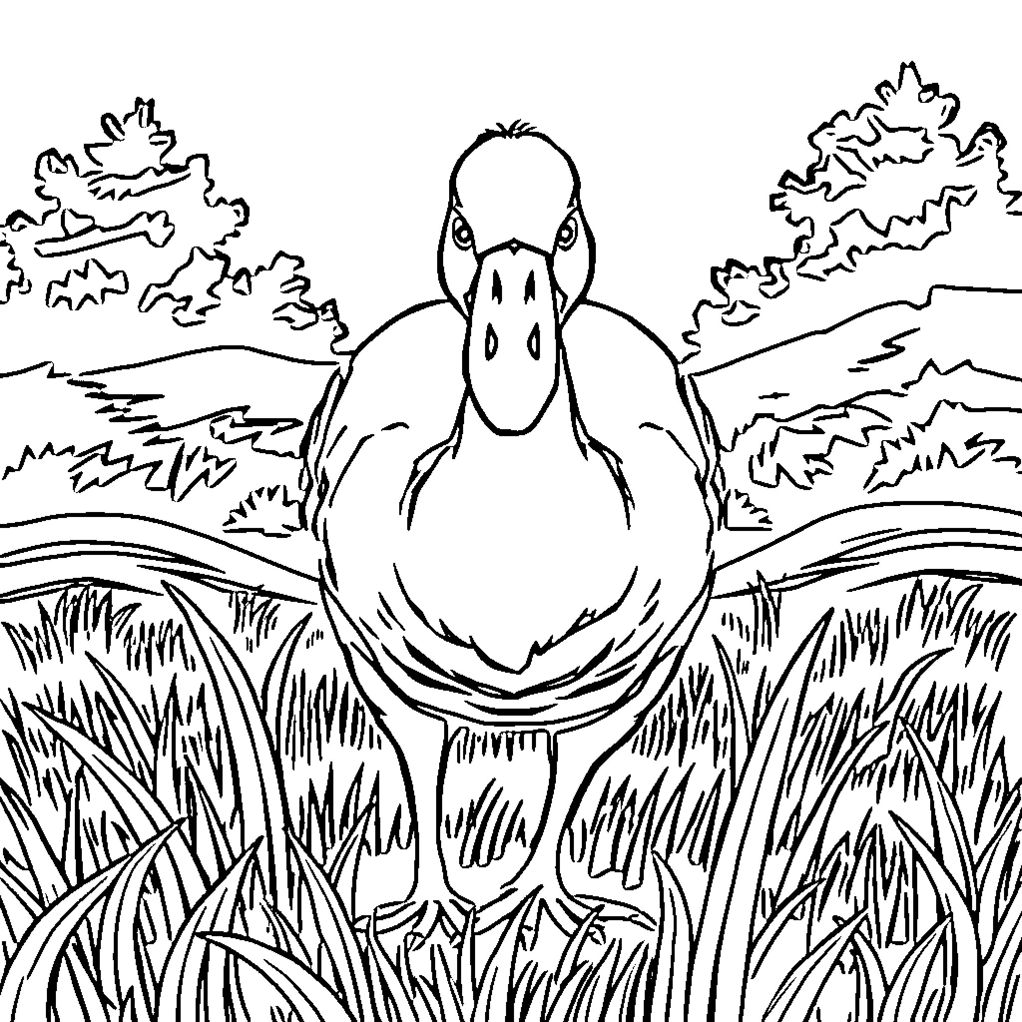 Goose facing the viewer in a grassy field Coloring Page (free black-and-white line drawing printable PDF for all, from beginners to advanced learners, including children, teens, adults, and seniors)