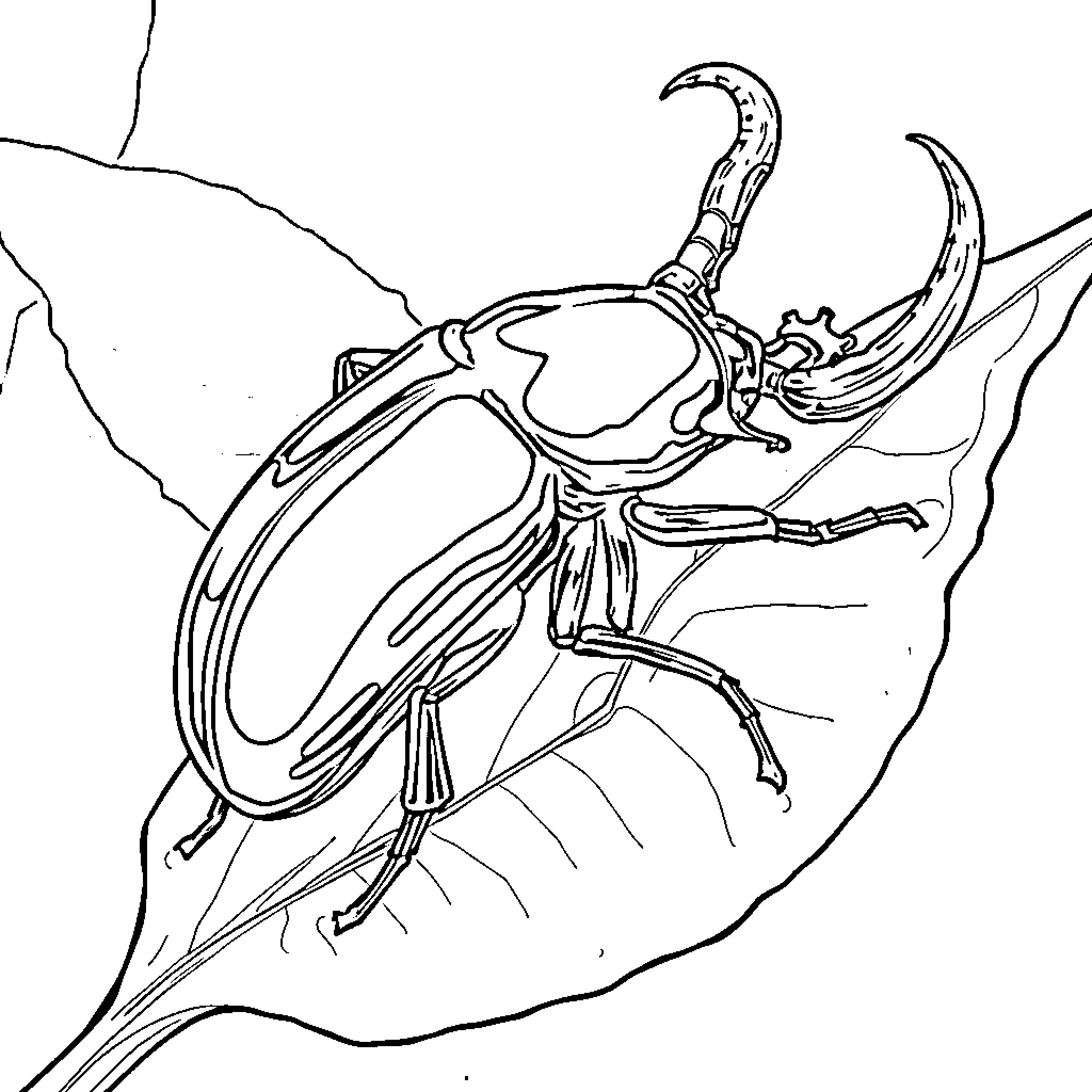 Hercules Beetle crawling on leaf Coloring Page (free black-and-white line drawing printable PDF for all, from beginners to advanced learners, including children, teens, adults, and seniors)