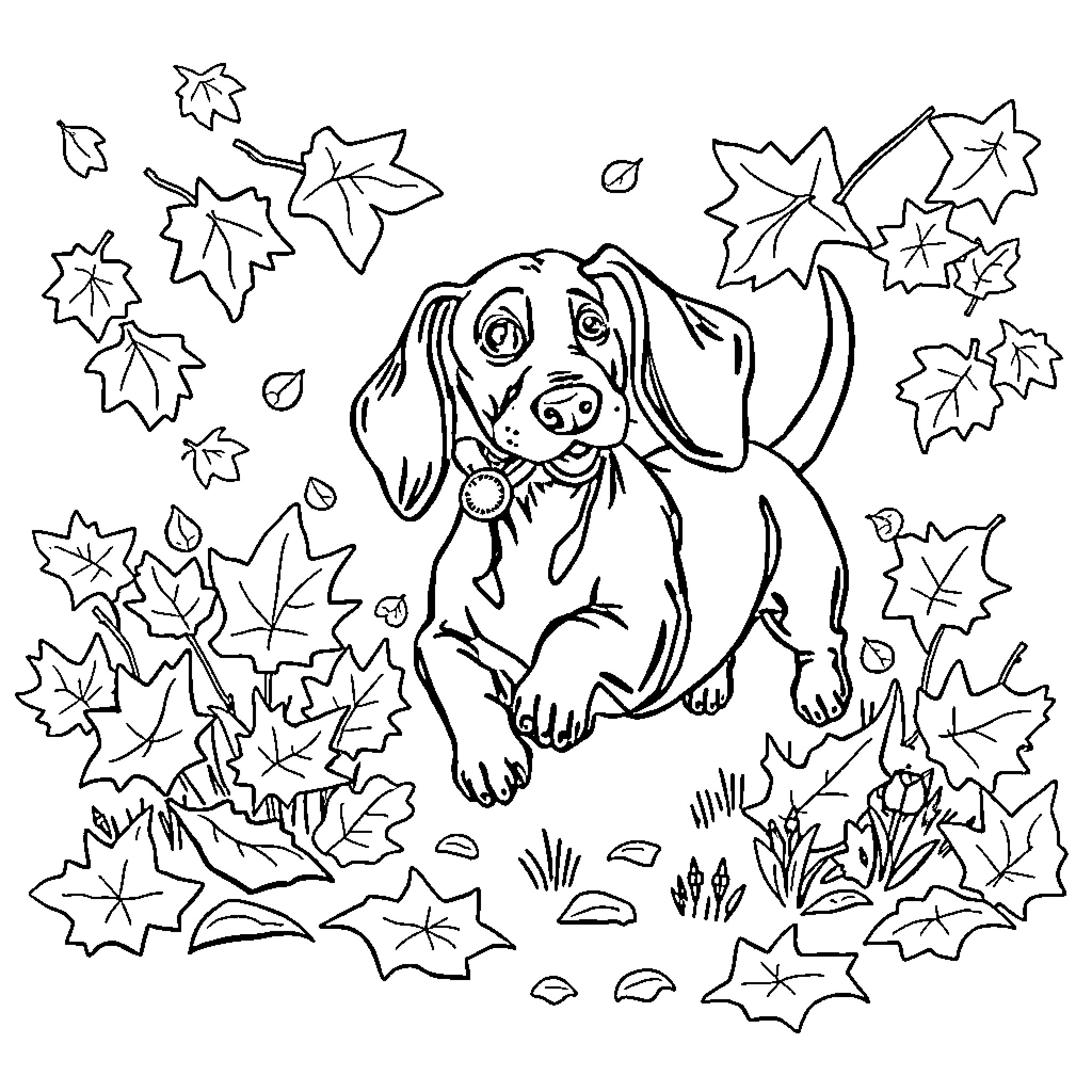 Dachshund exploring the autumn leaves Coloring Page (free black-and-white line drawing printable PDF for all, from beginners to advanced learners, including children, teens, adults, and seniors)