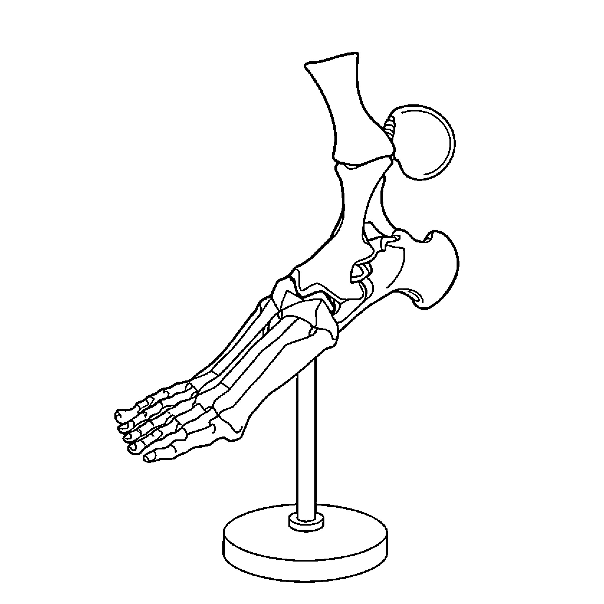 Foot bones model on stand Coloring Page (free black-and-white line drawing printable PDF for all, from beginners to advanced learners, including children, teens, adults, and seniors)