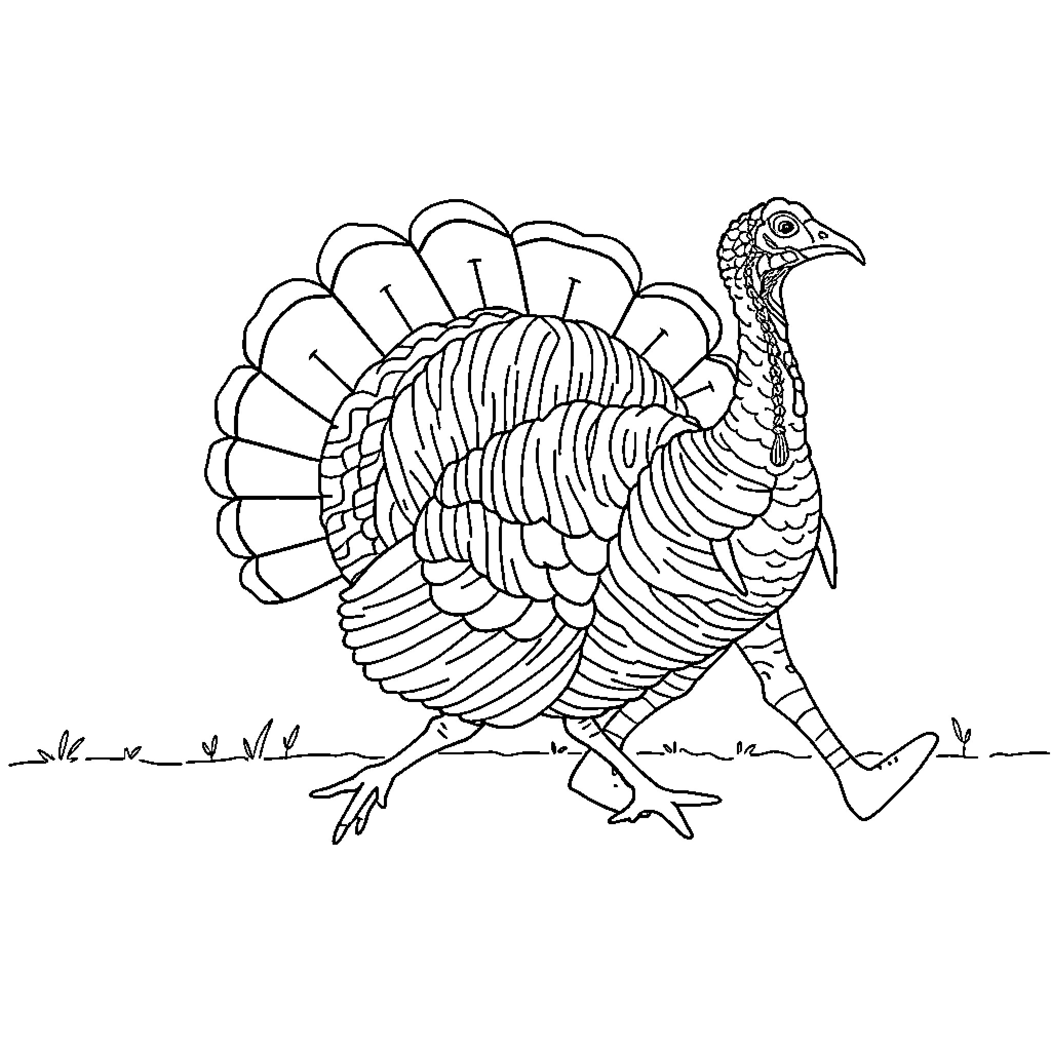 Turkey with intricate feather patterns strutting Coloring Page (free black-and-white line drawing printable PDF for all, from beginners to advanced learners, including children, teens, adults, and seniors)